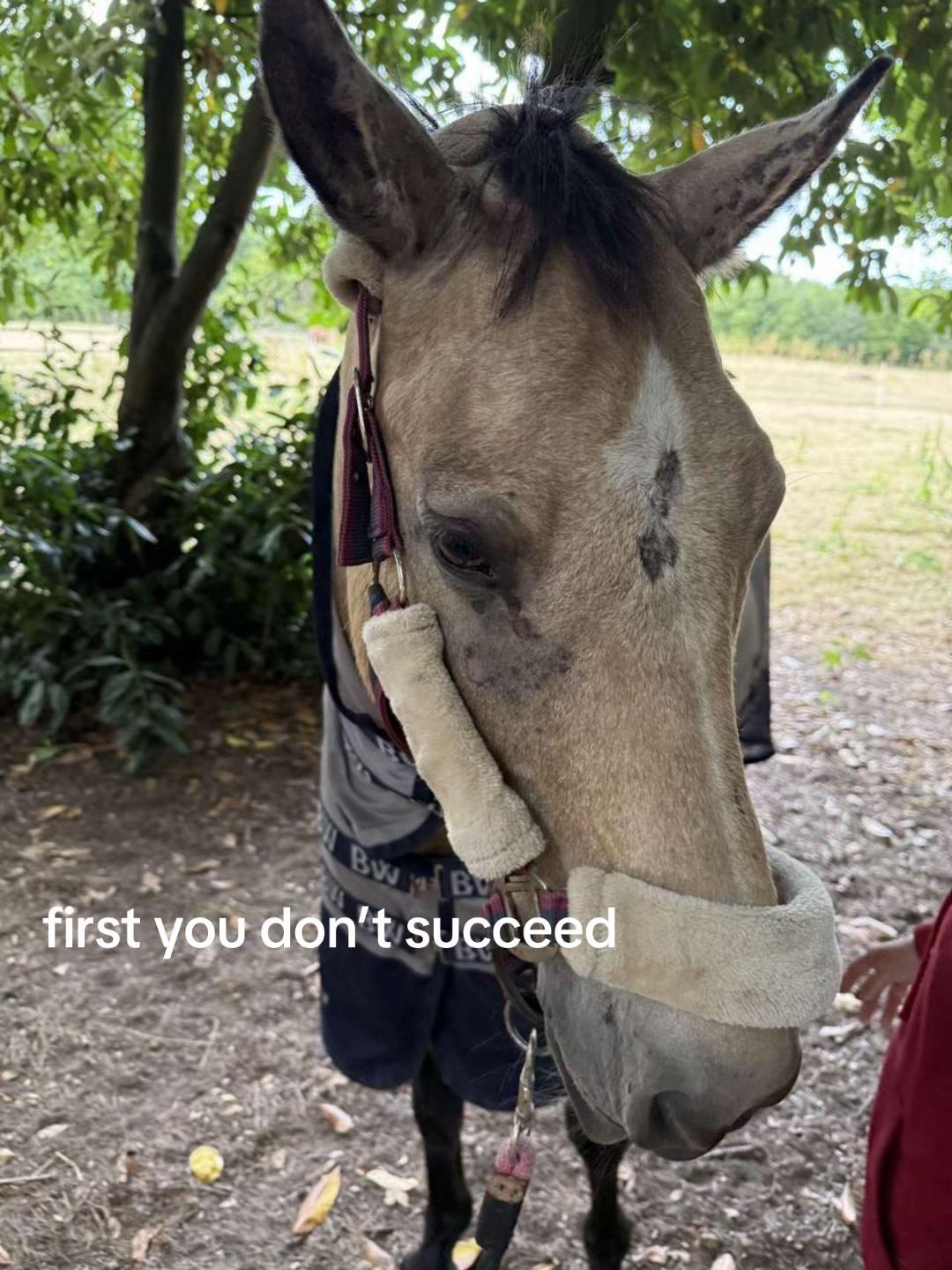 @Bronte&Alfie🍳🤎🐴