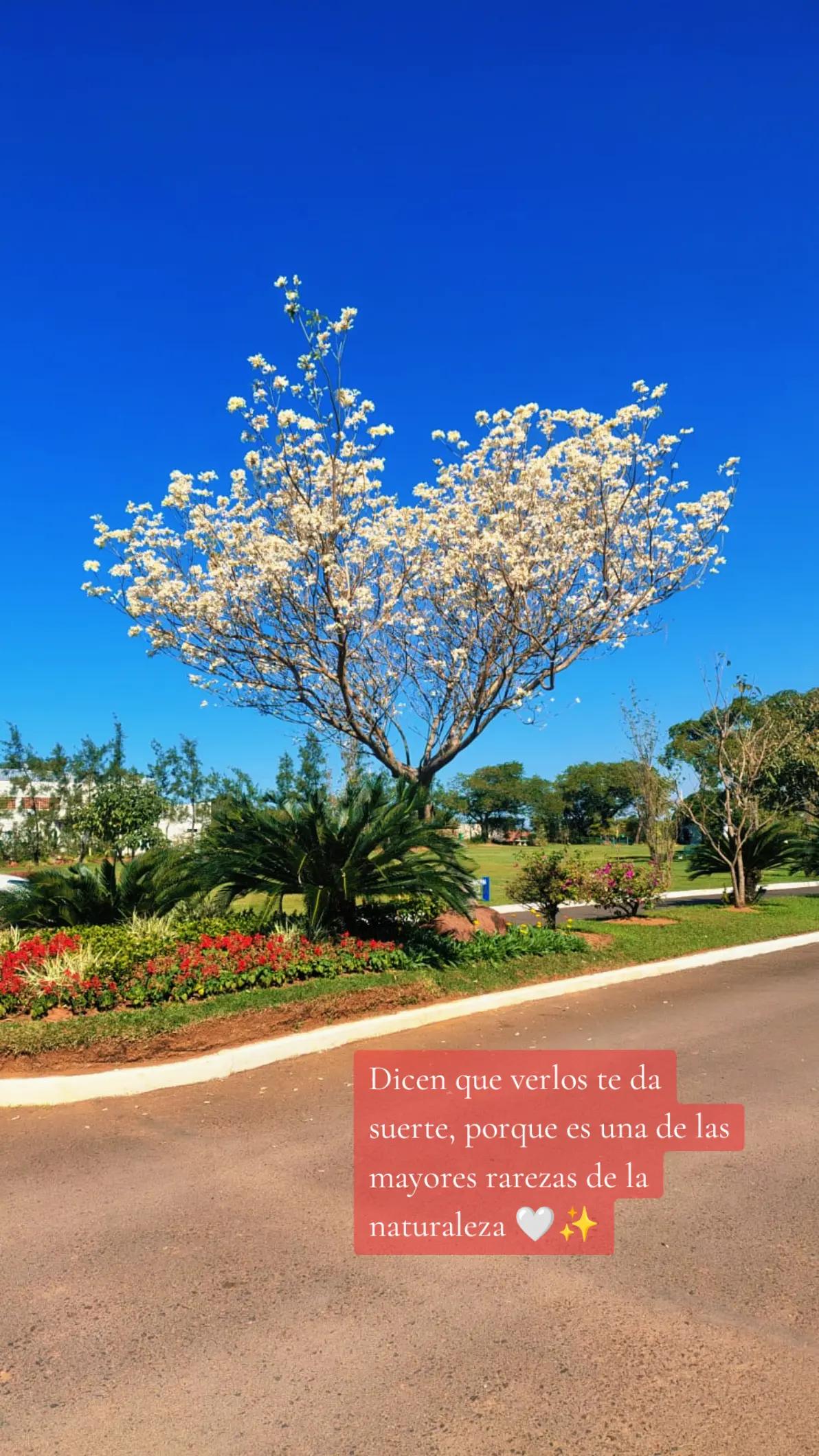 @Hermano David Flores