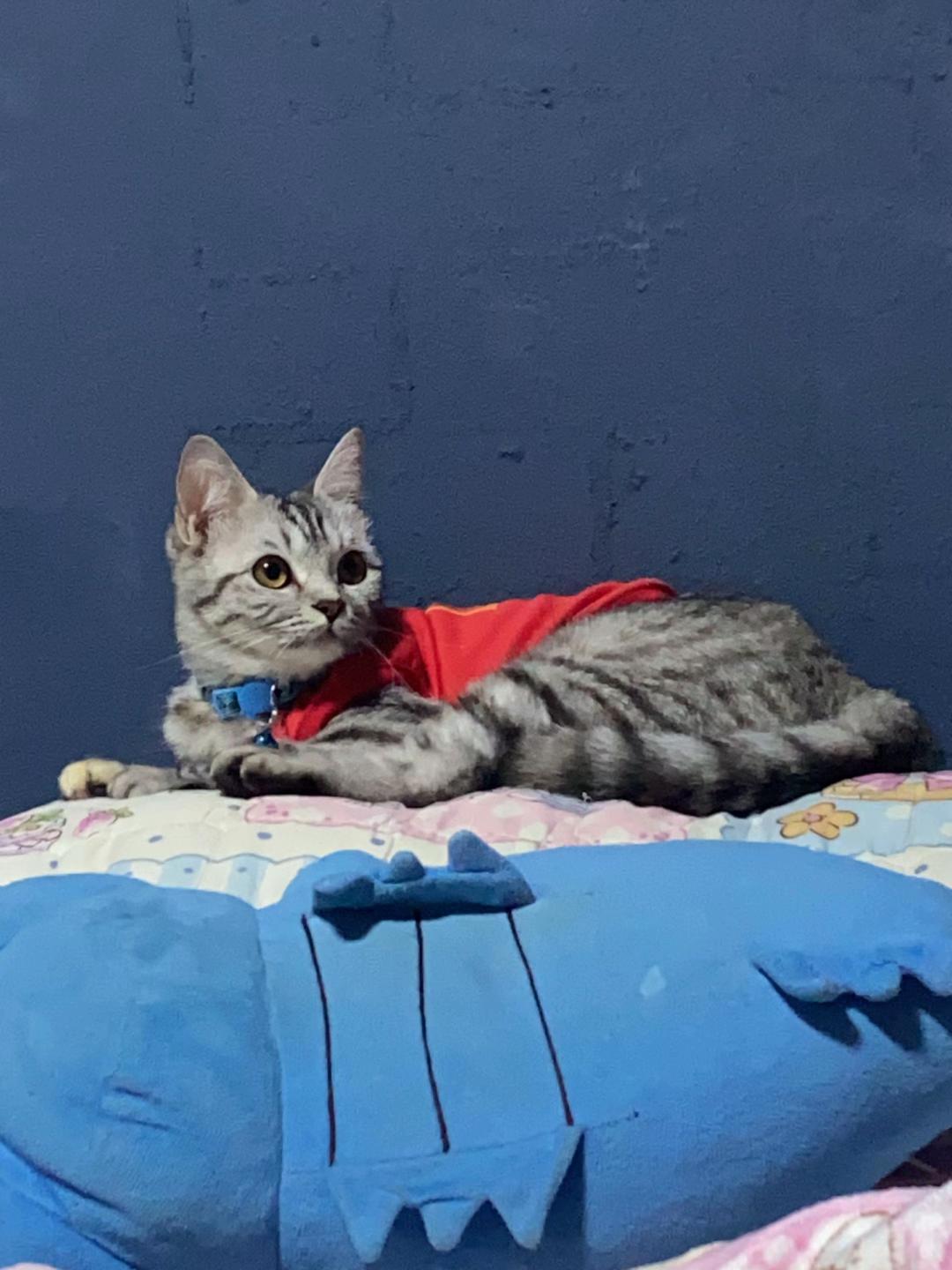 @🧧เปาเฮง🧧รีวิวแมว🐱