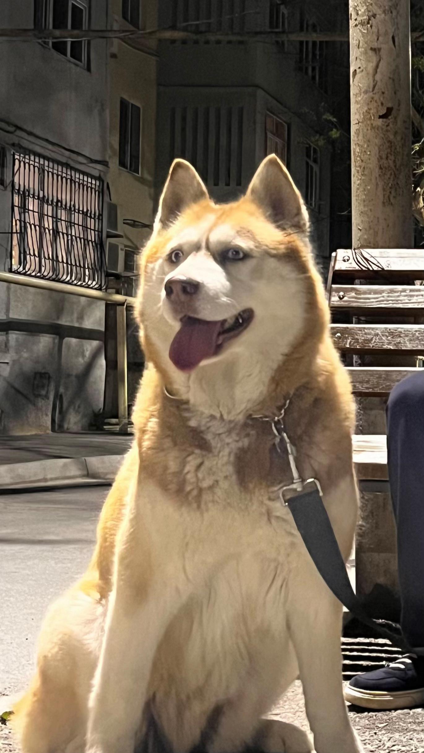 @lbella_Huskyy