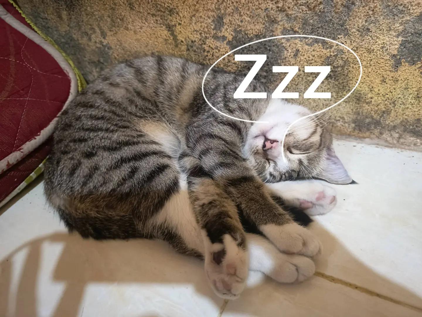 @Medayo Petcare