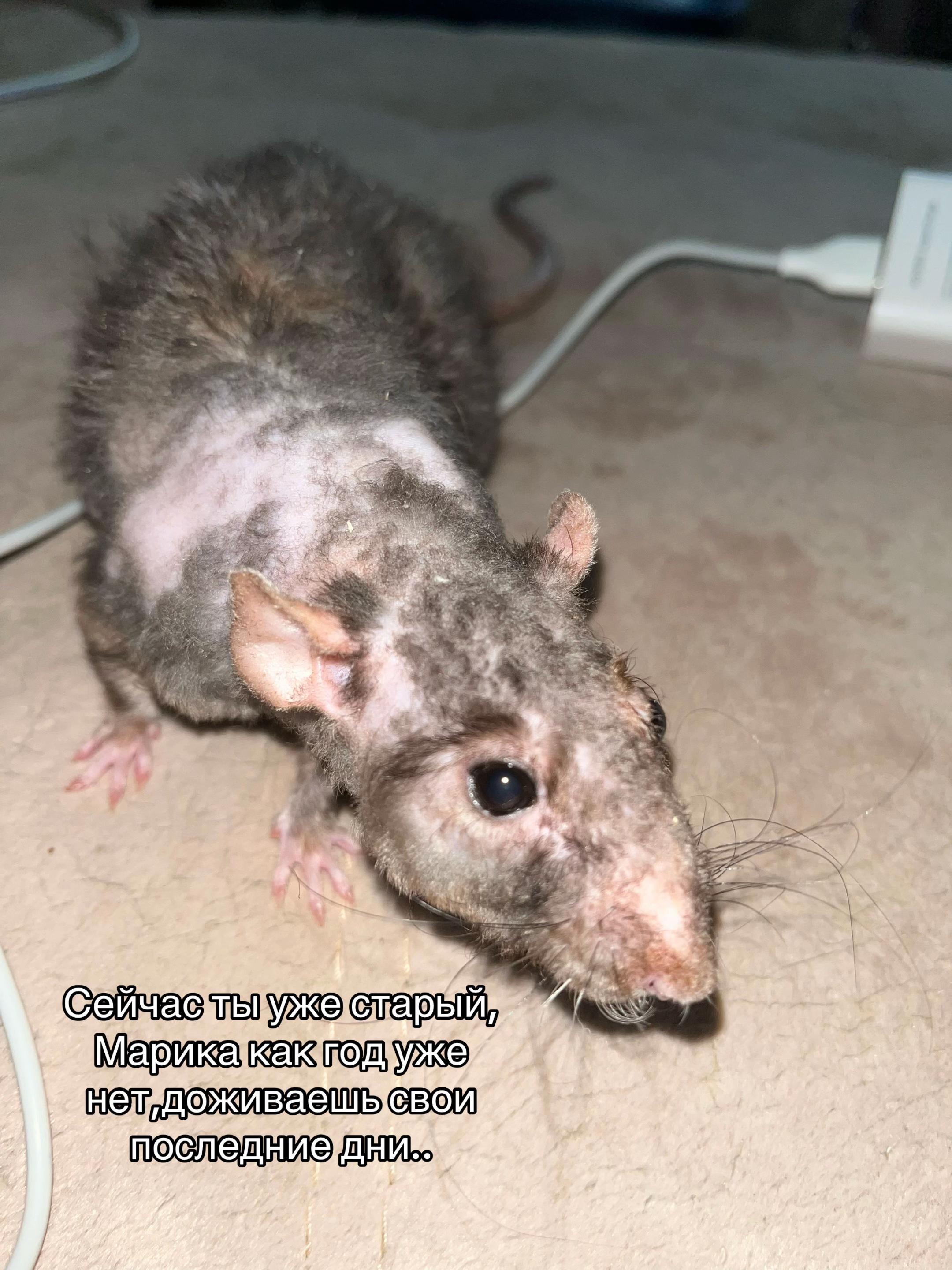 @♰котёнок♰