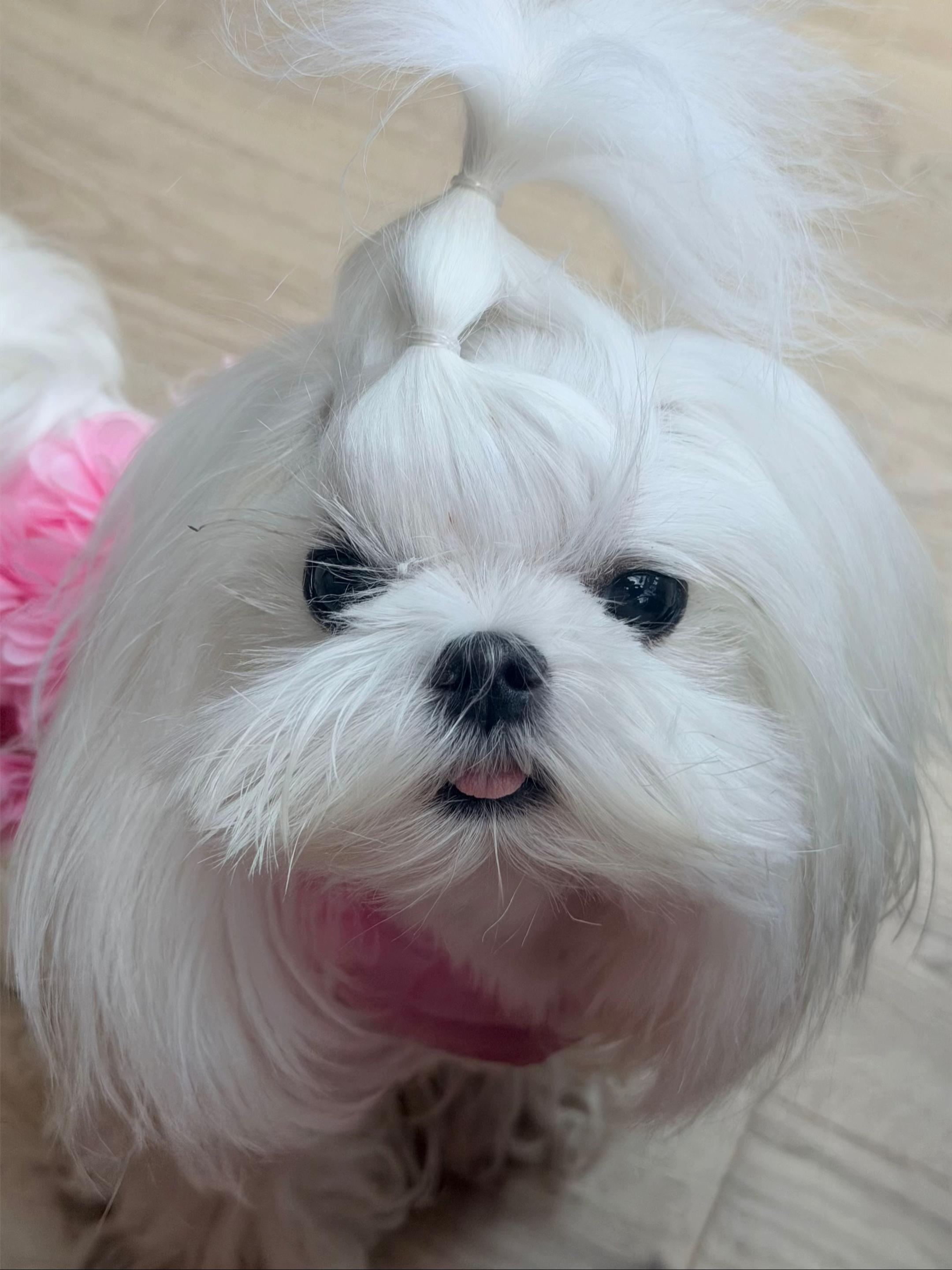 @Bambelina Maltese