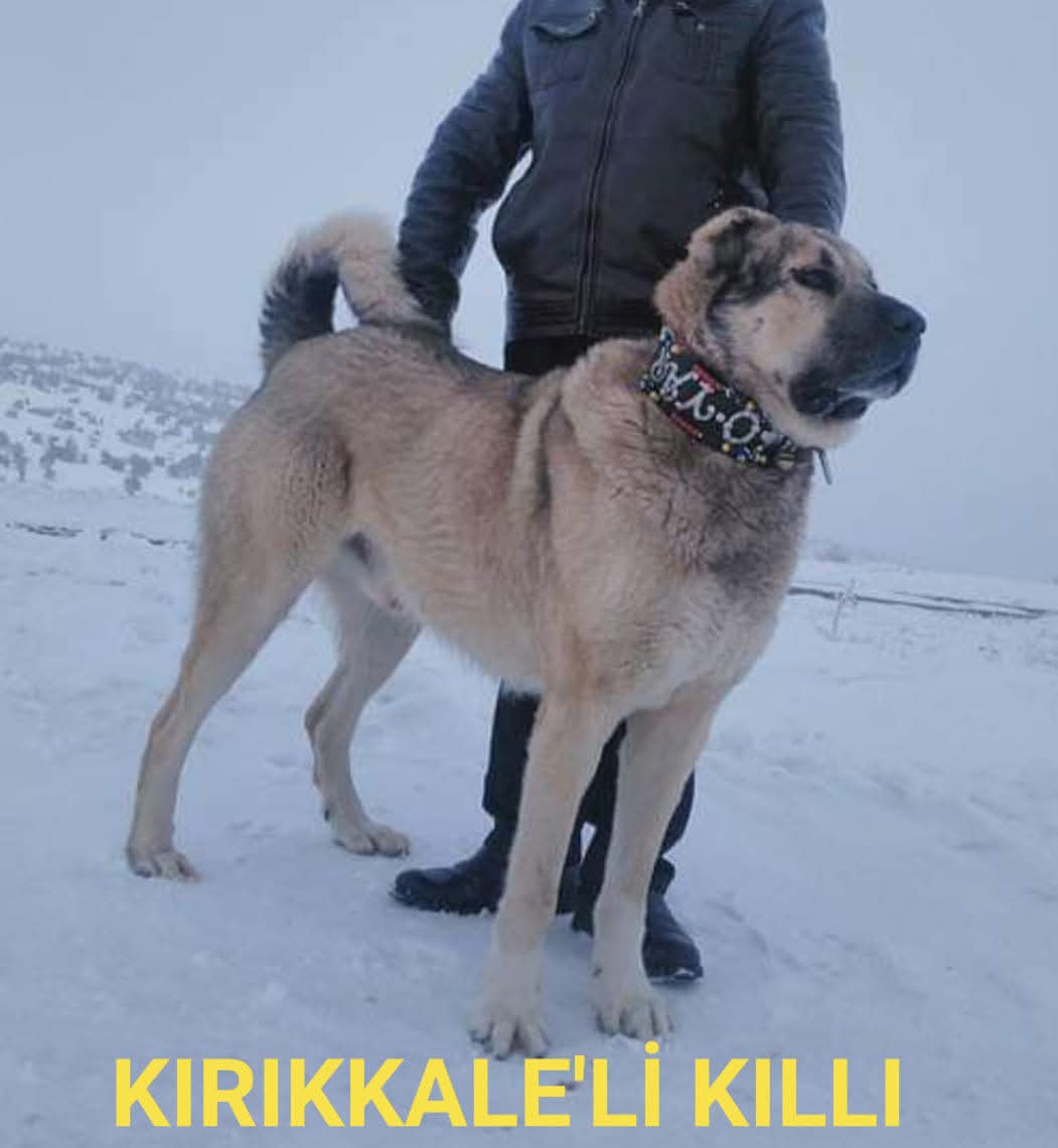 @🏆 TRKANGAL23 🏆