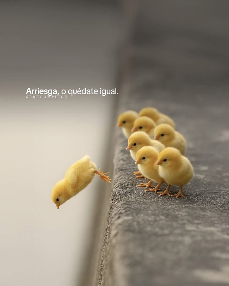 @Orgullosamente Salvadoreño