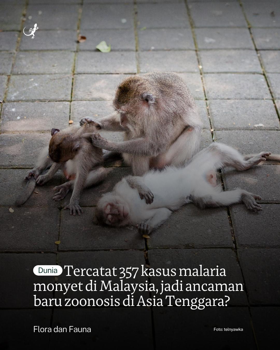@mongabayindonesia