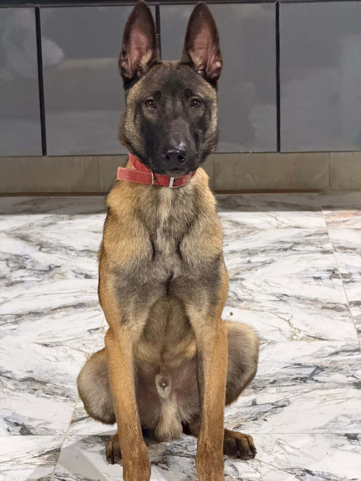 @MalinoisofPakistan