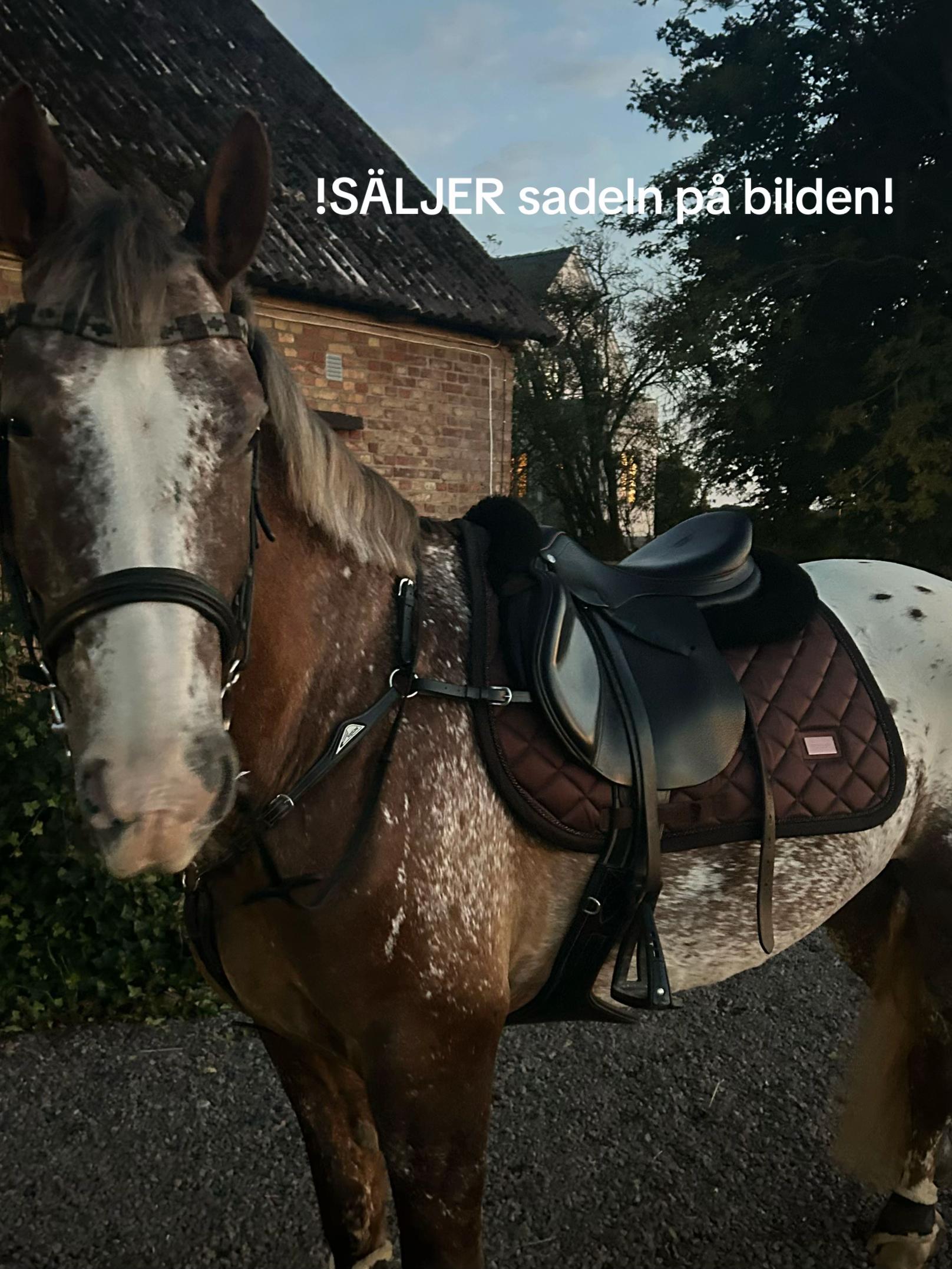 @Moa Borg🏎️ {5k}