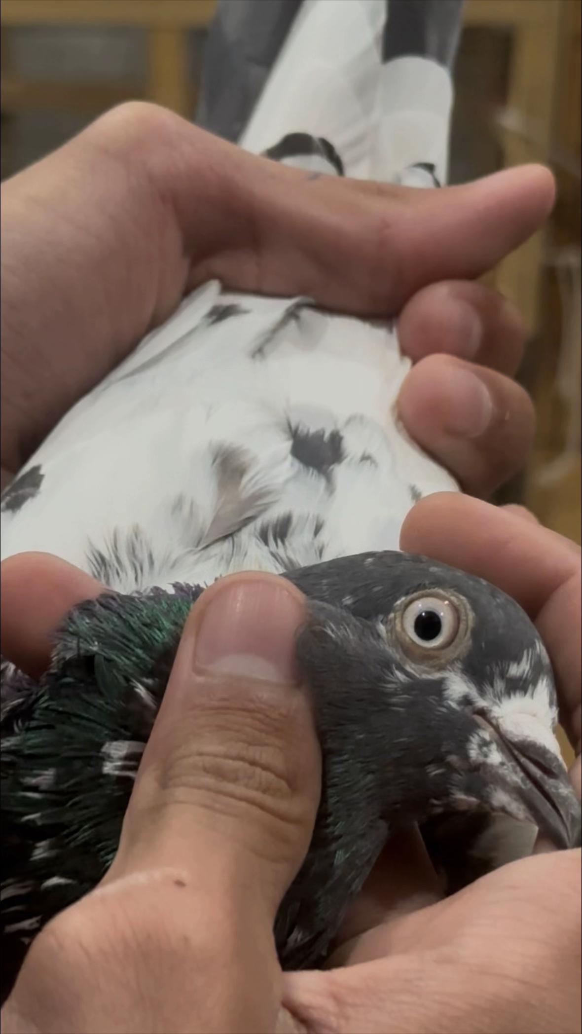@Royal Birds 🕊️👑