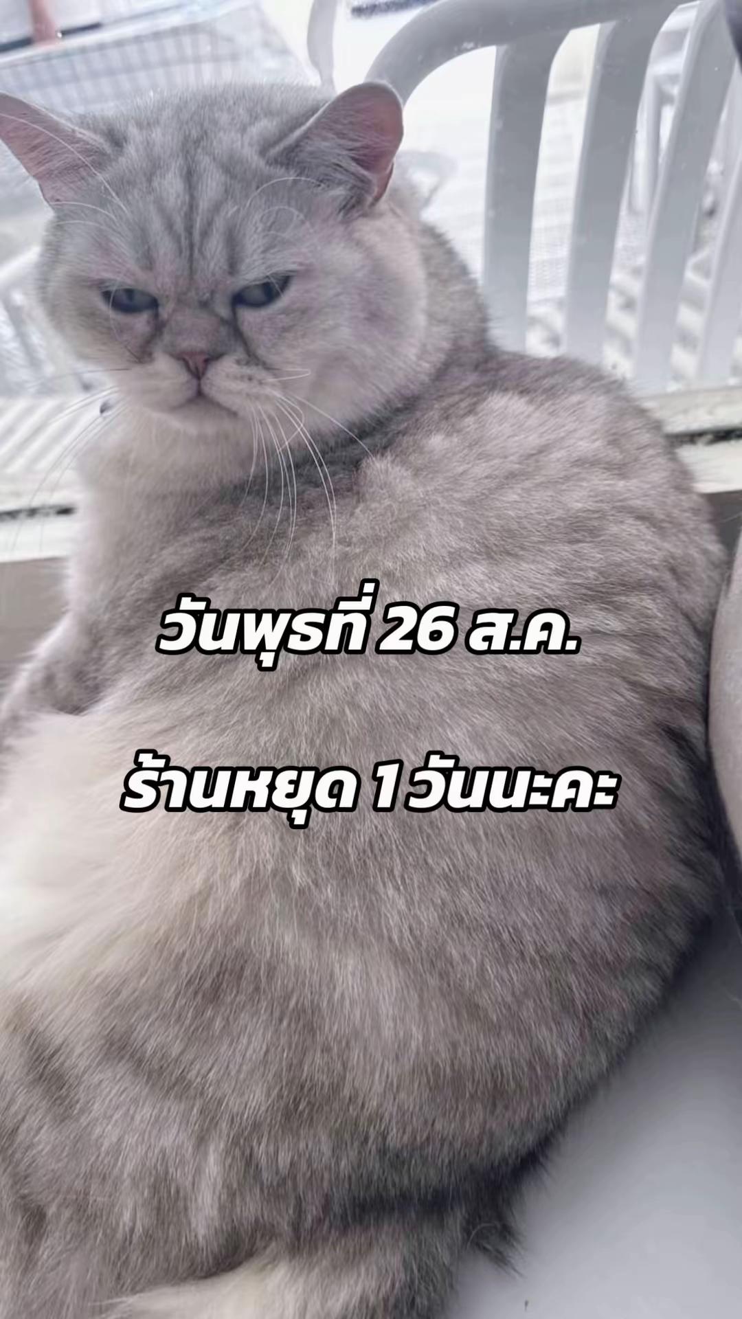 @คาเฟ่แมวโมริ Mori cat cafe'