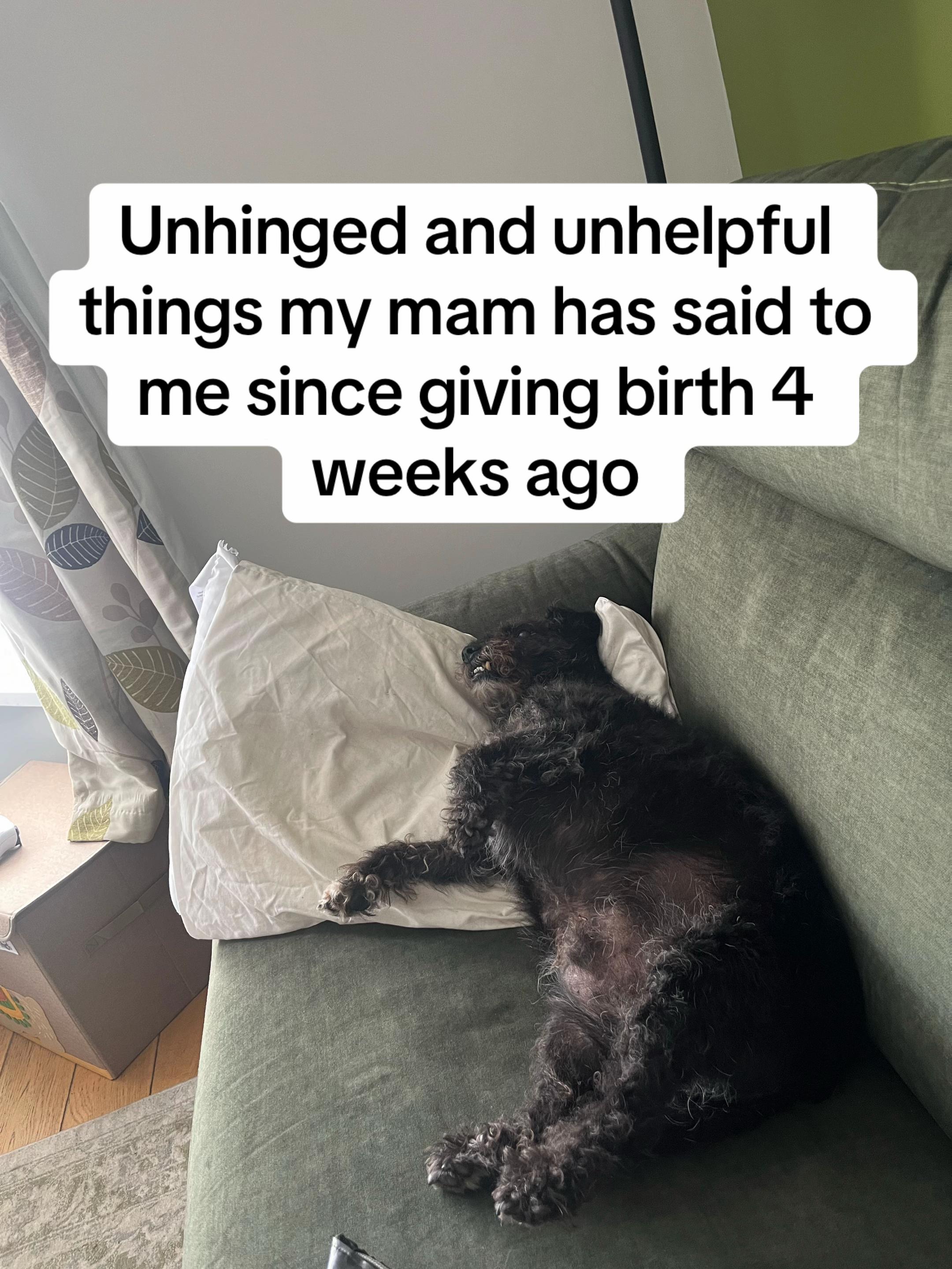 @2dogsandababy