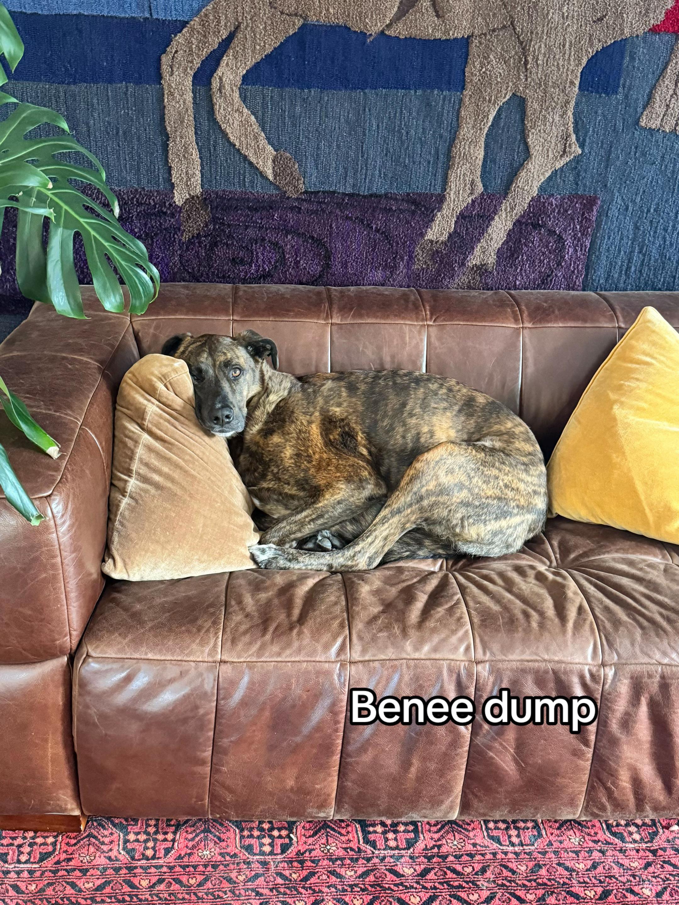 @beneemusic