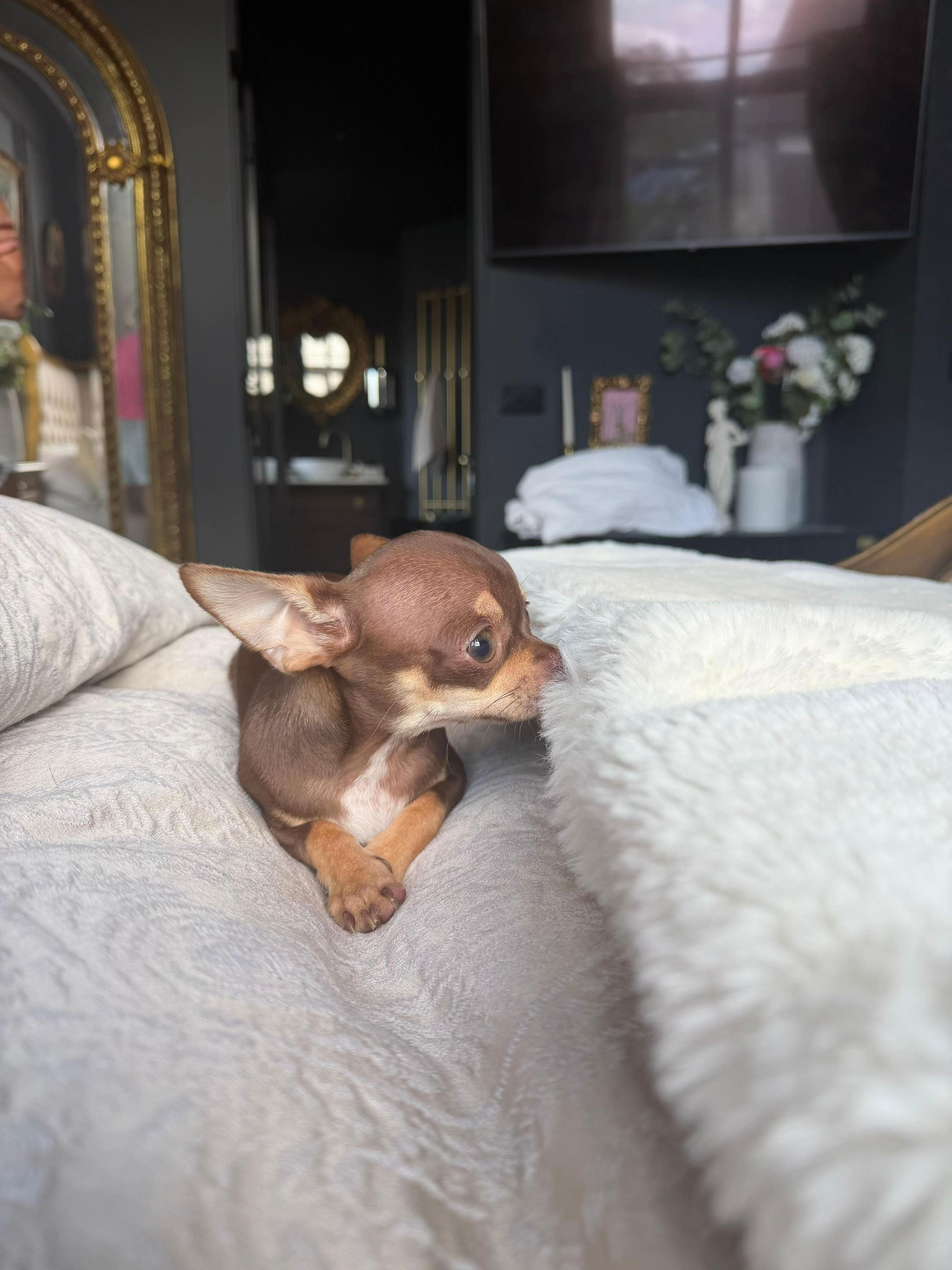@Suffolk Chihuahuas