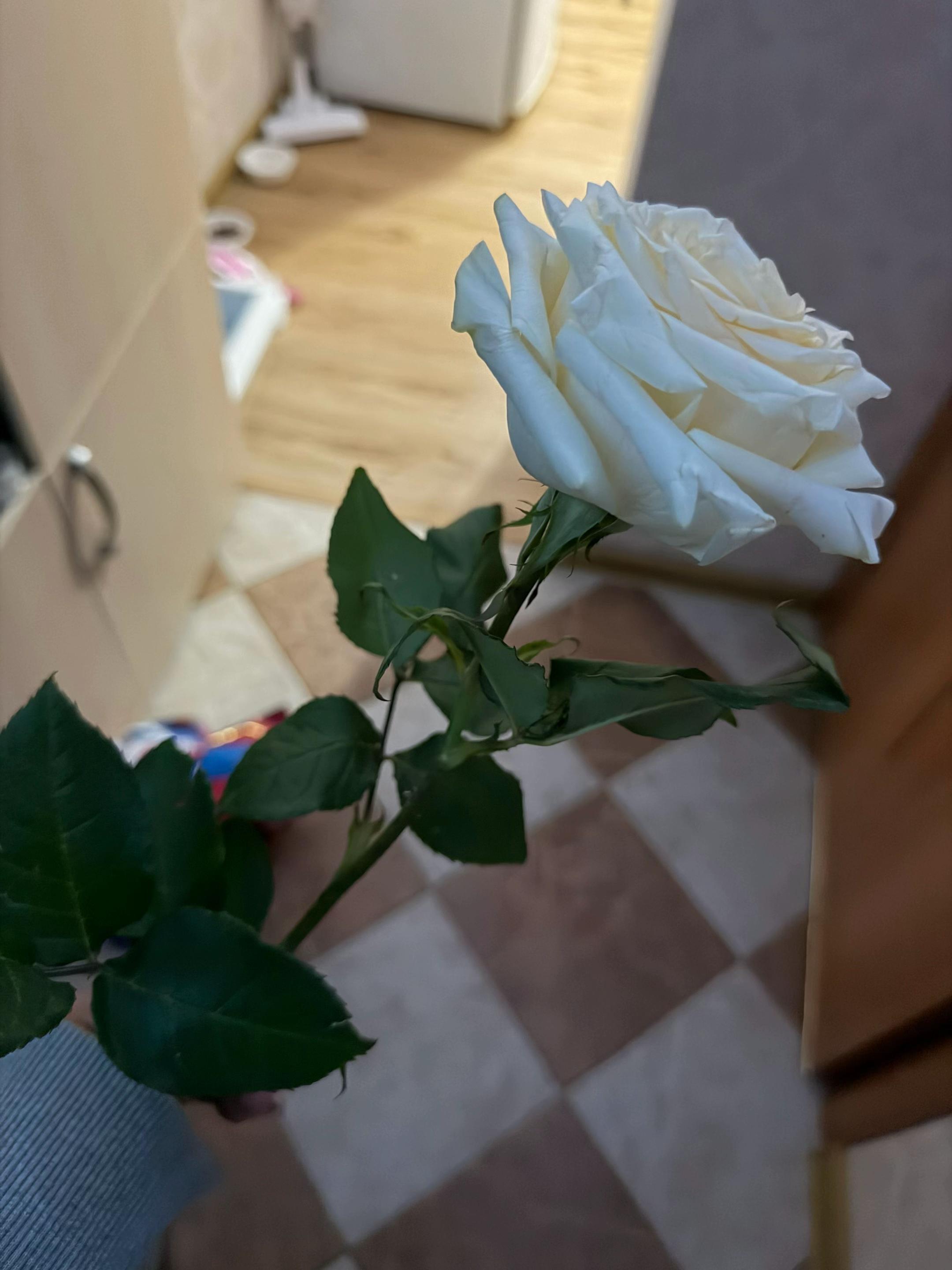 @murlerkk