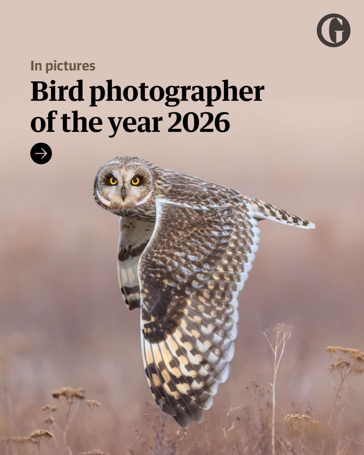 @The Guardian