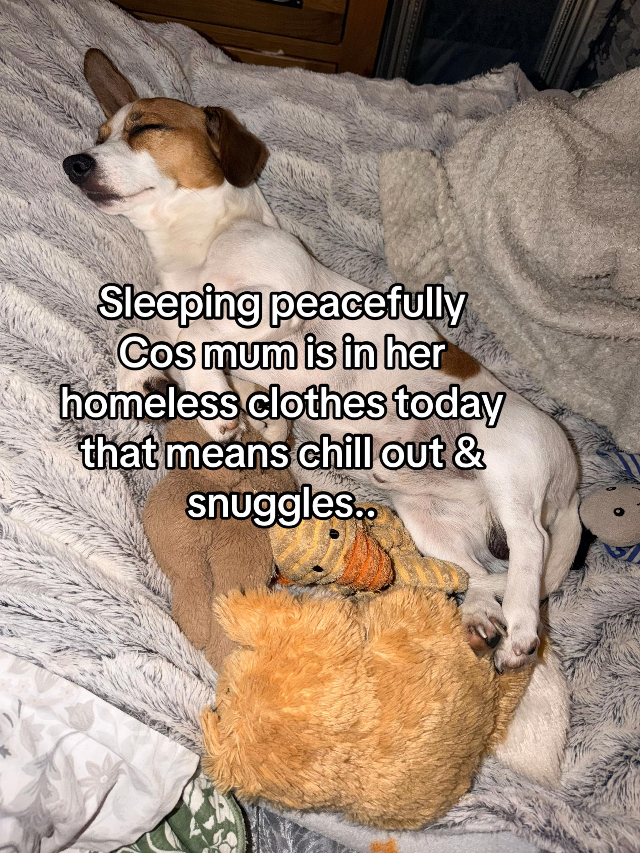 @Wilfroed 🐶