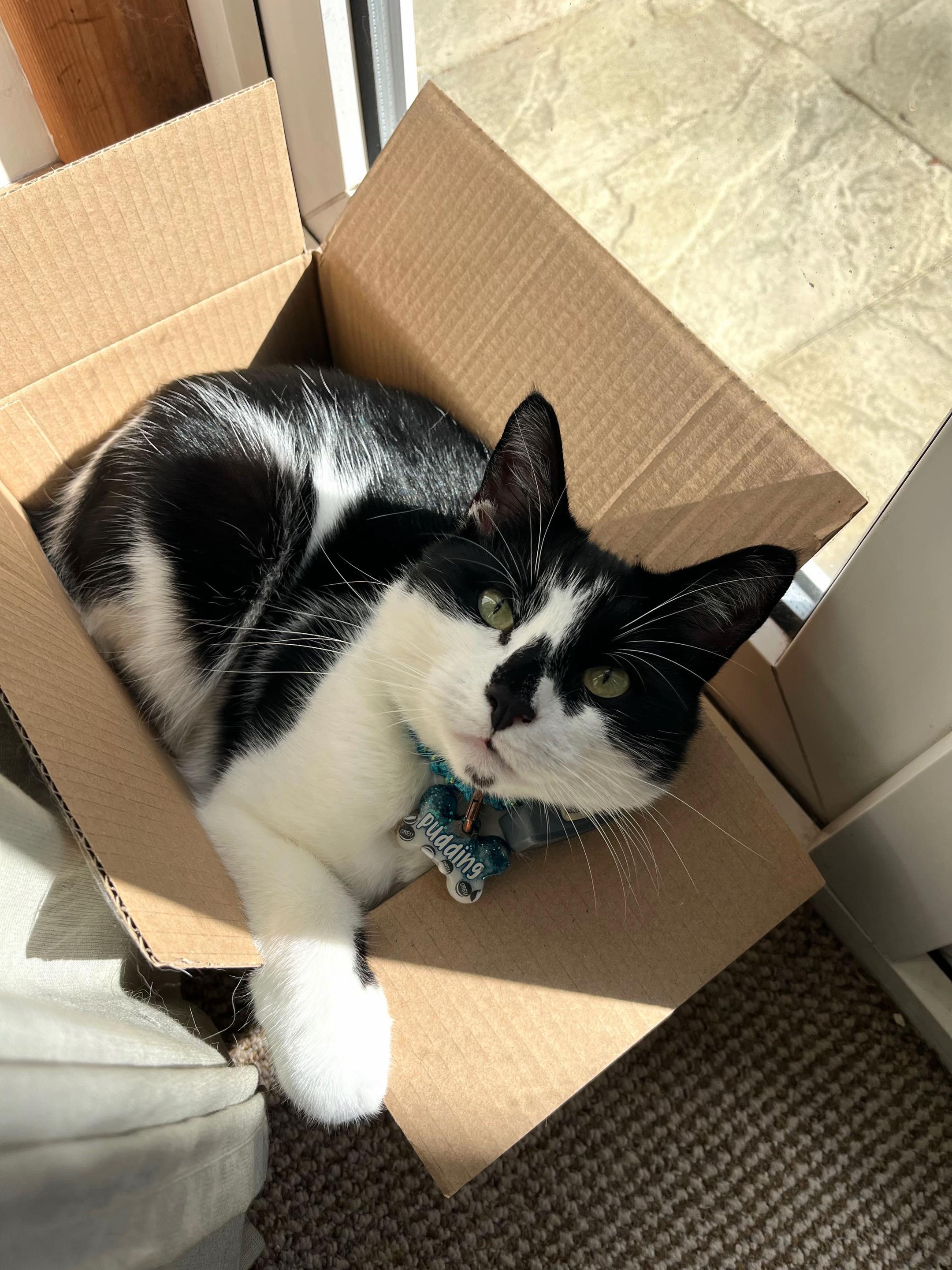 @Pudding | Cat UGC Creator