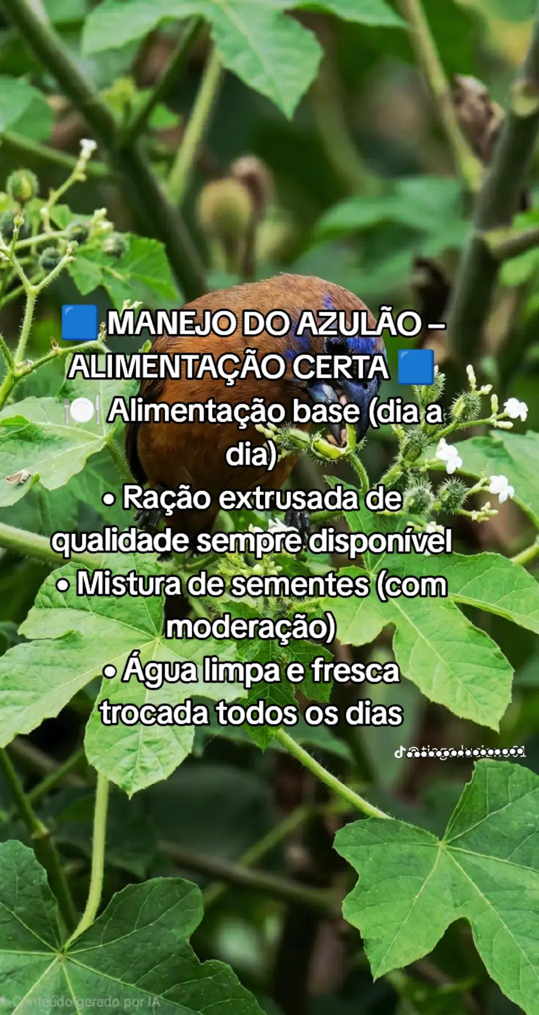 @JR_DO_AZULAOšµ