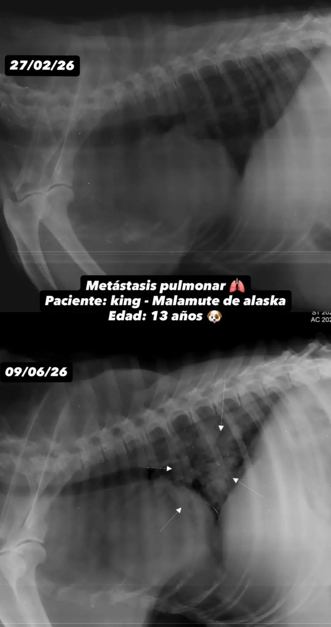 @VETERINARIA DR. CORTEGANA