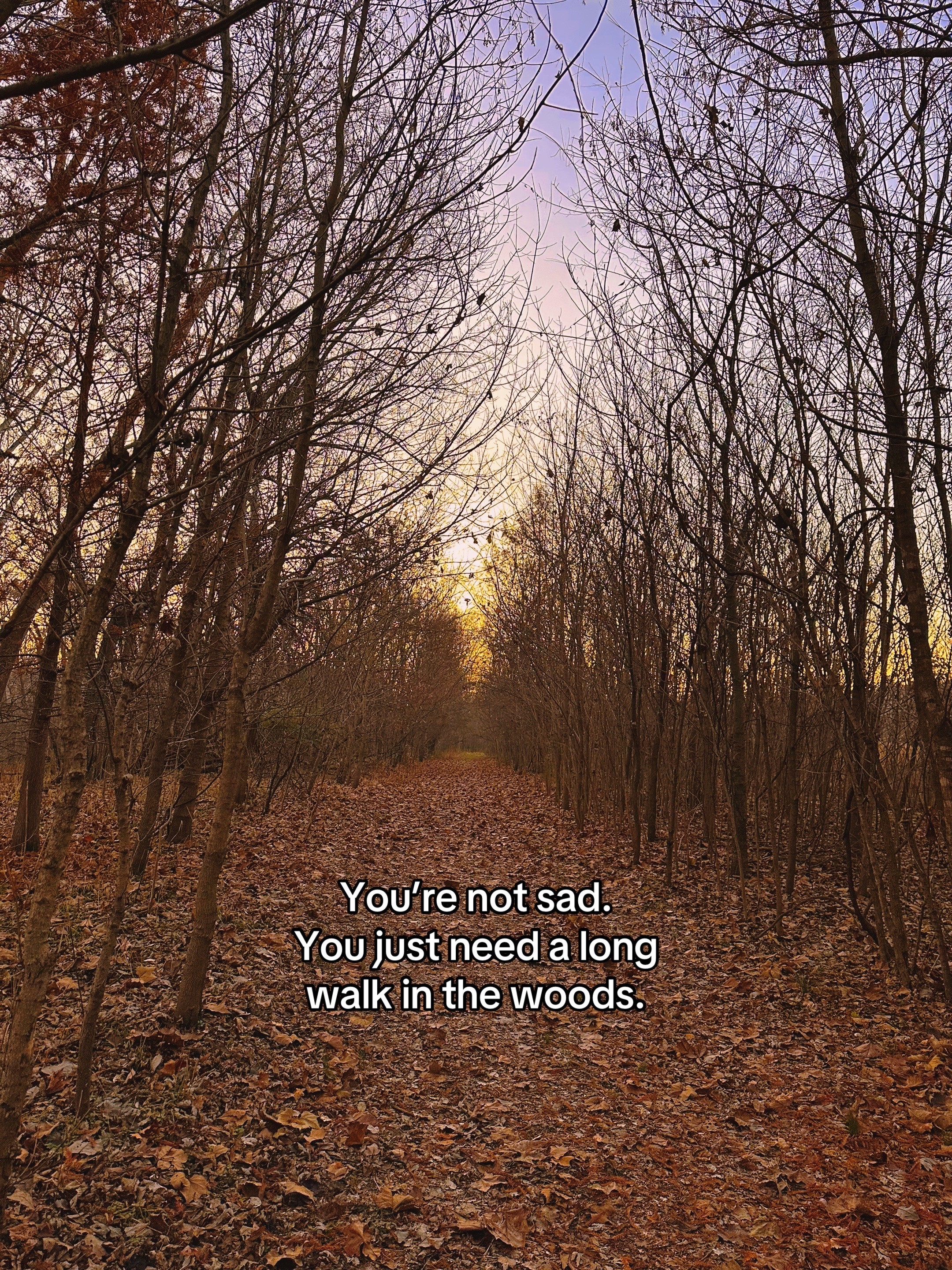 @Cozy House In The Woods