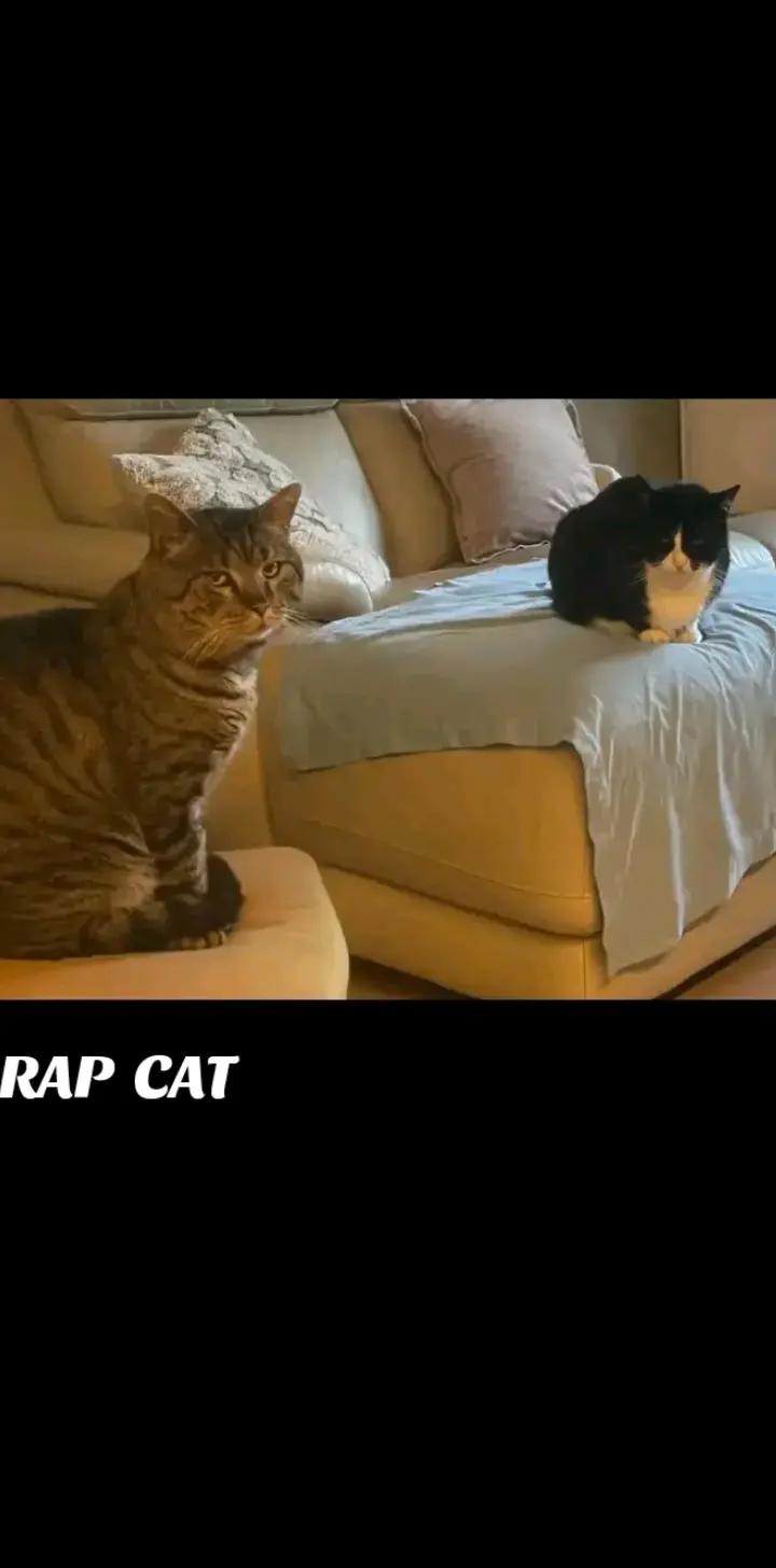 @RAP CAT