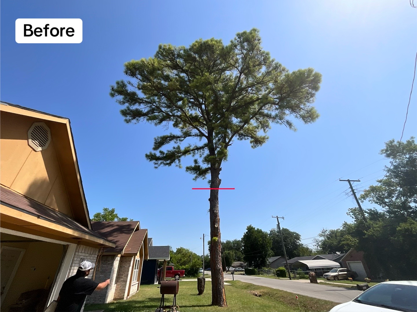 @Live Oak Tree Service
