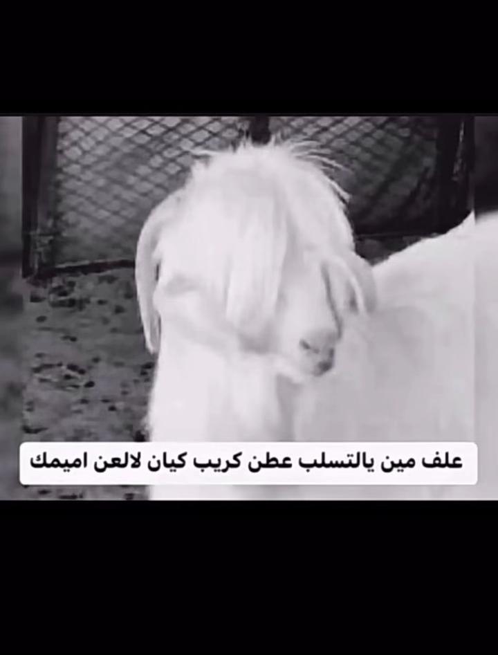 @7Mo