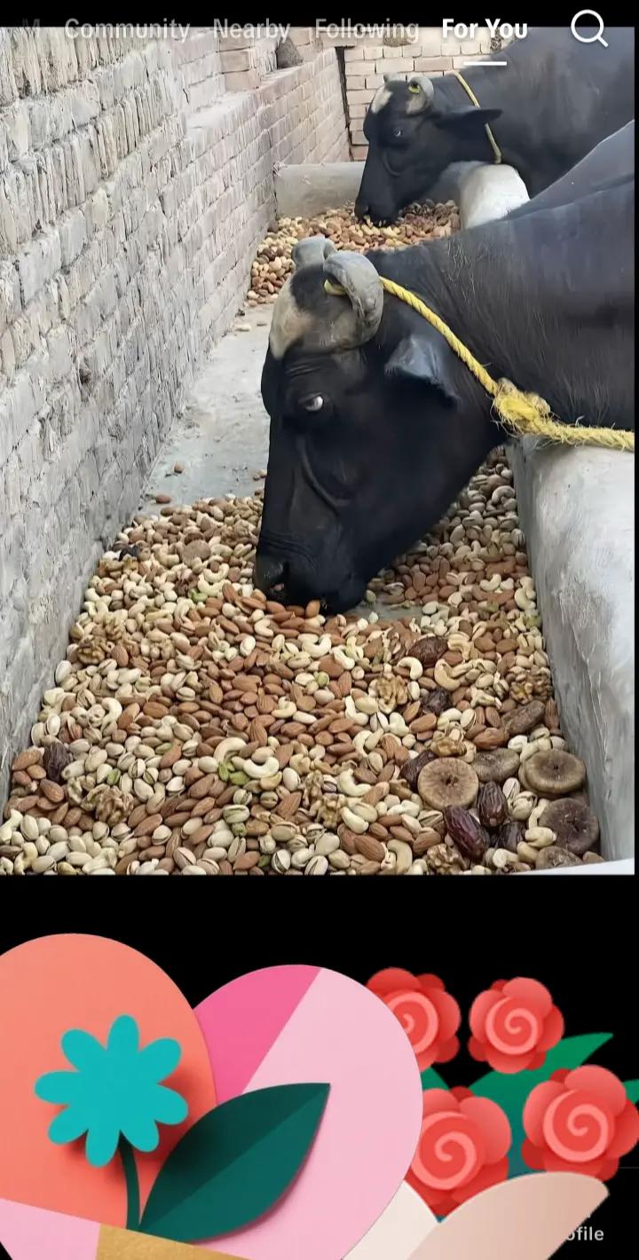 @Muhammad amanullah