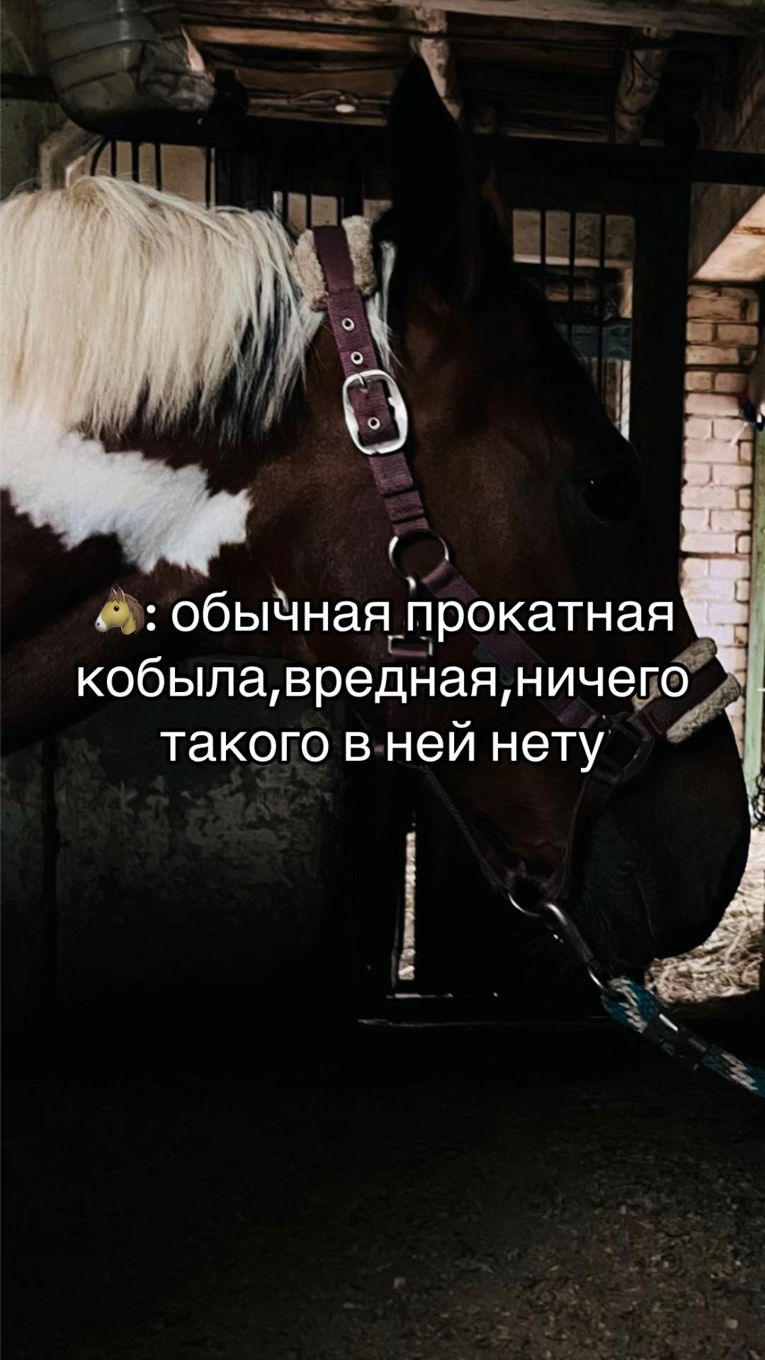 @Ли🐴