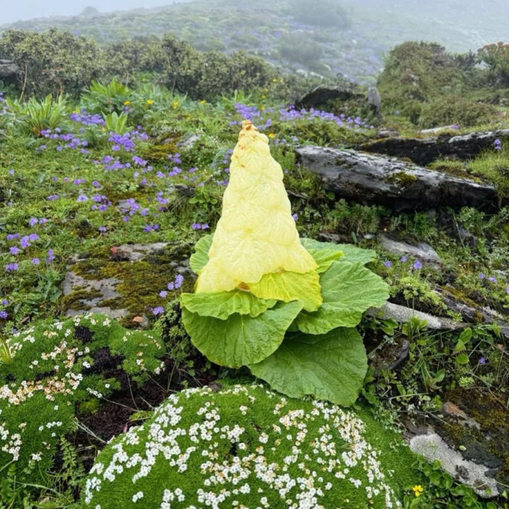 @लखन्तरी