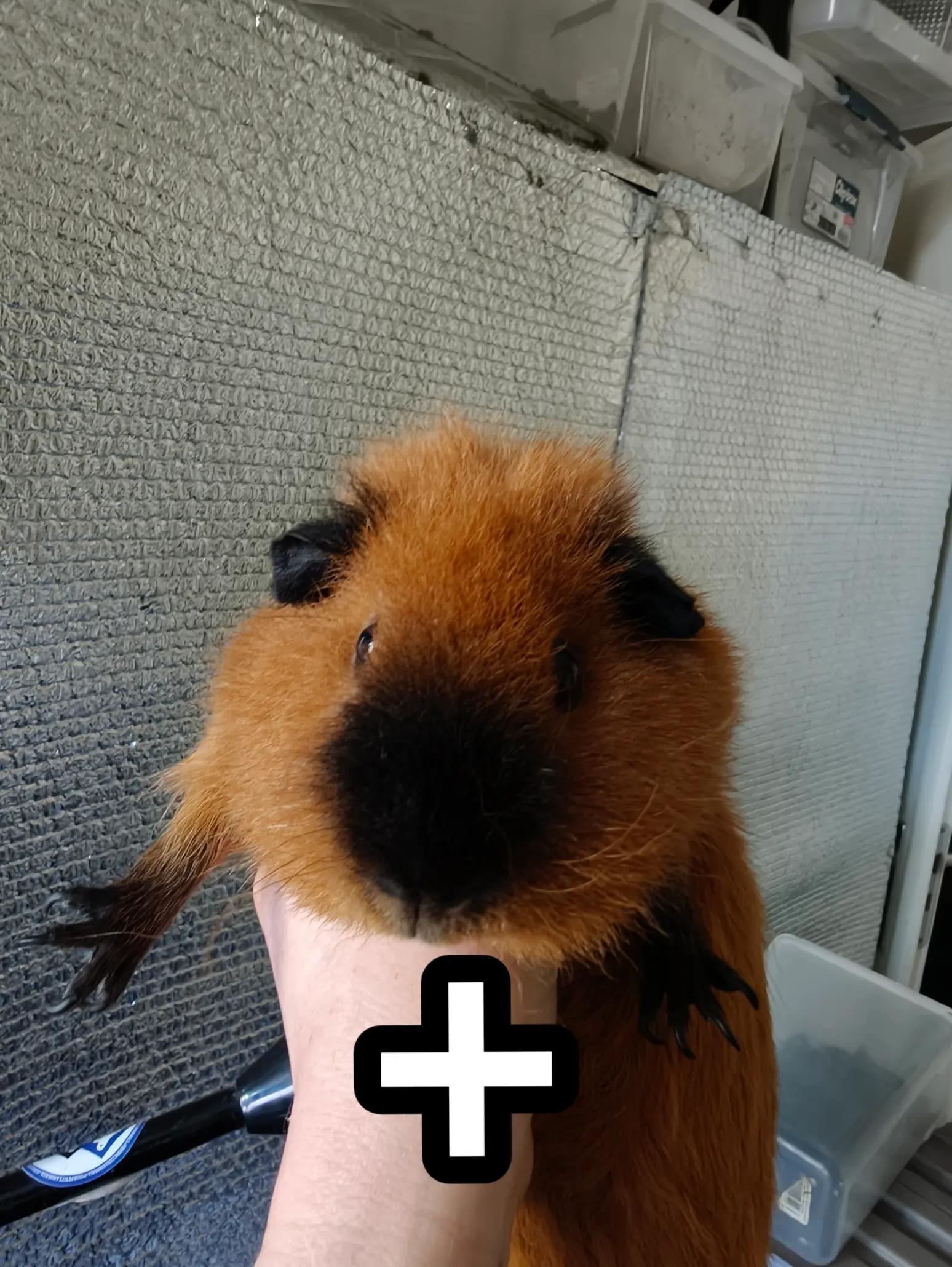 @Bestiesbeasties