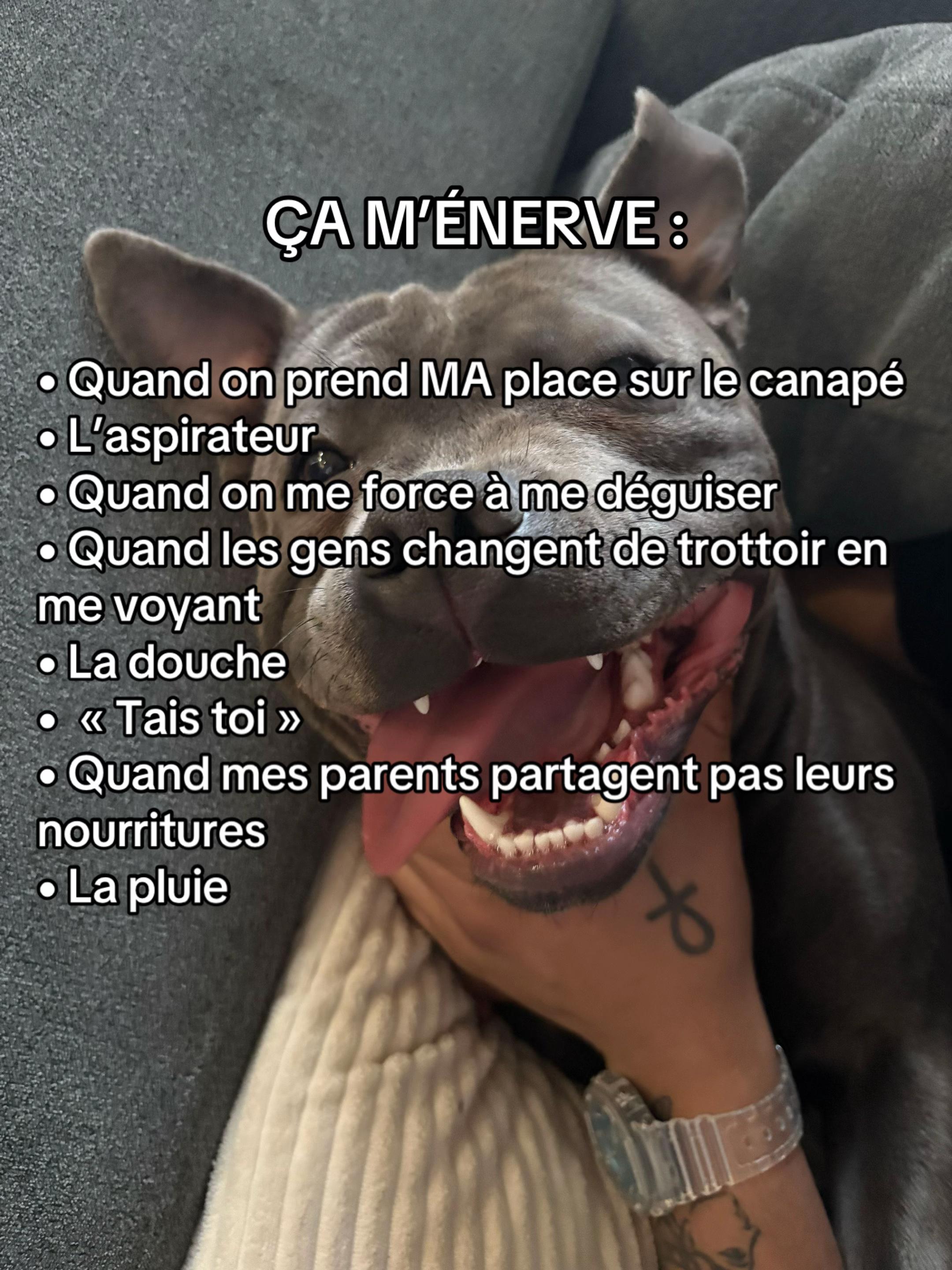@Shadowlestaffy🐾