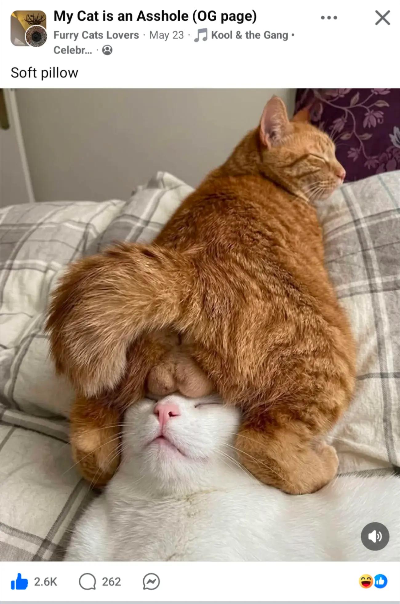 @MrFinn the cat