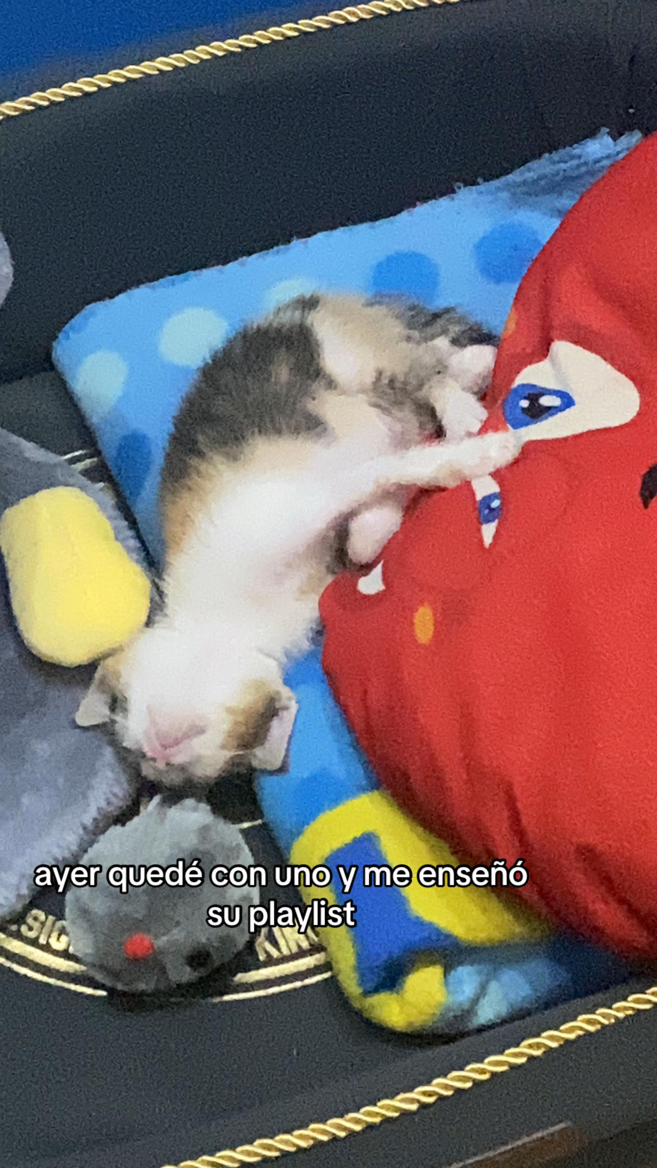 @estopandy (versión maketa🥖)