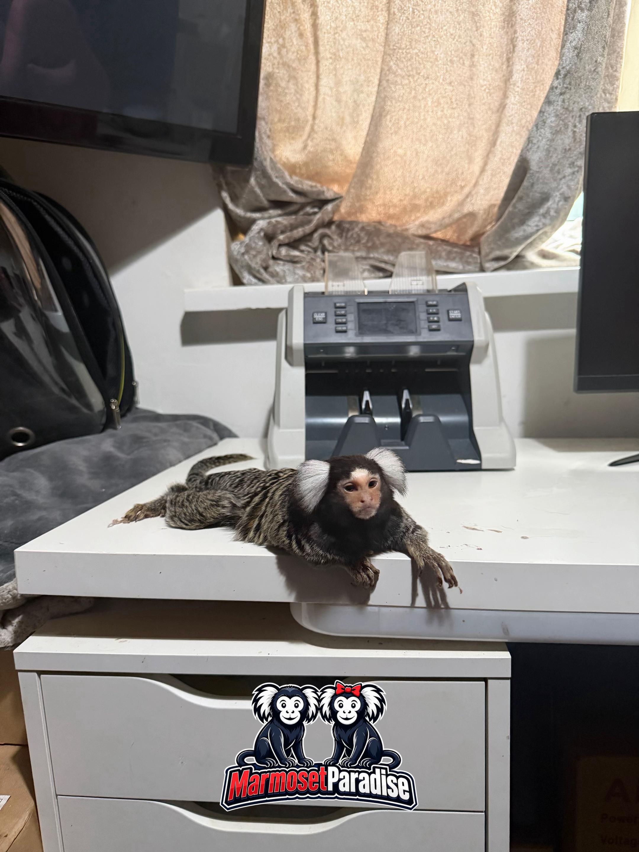 @ᴍᴀʀᴍᴏꜱᴇᴛ ᴘᴀʀᴀᴅɪꜱᴇ 🇬🇧🐒