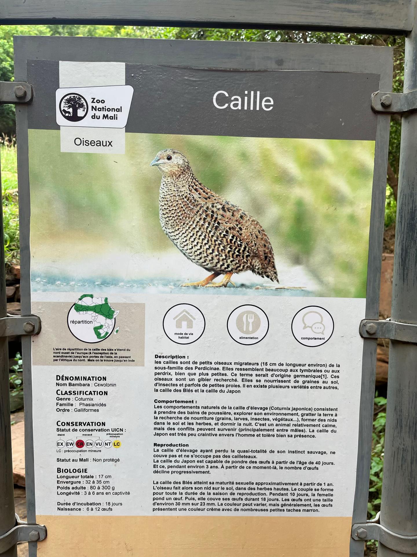 @poulet_soumbala