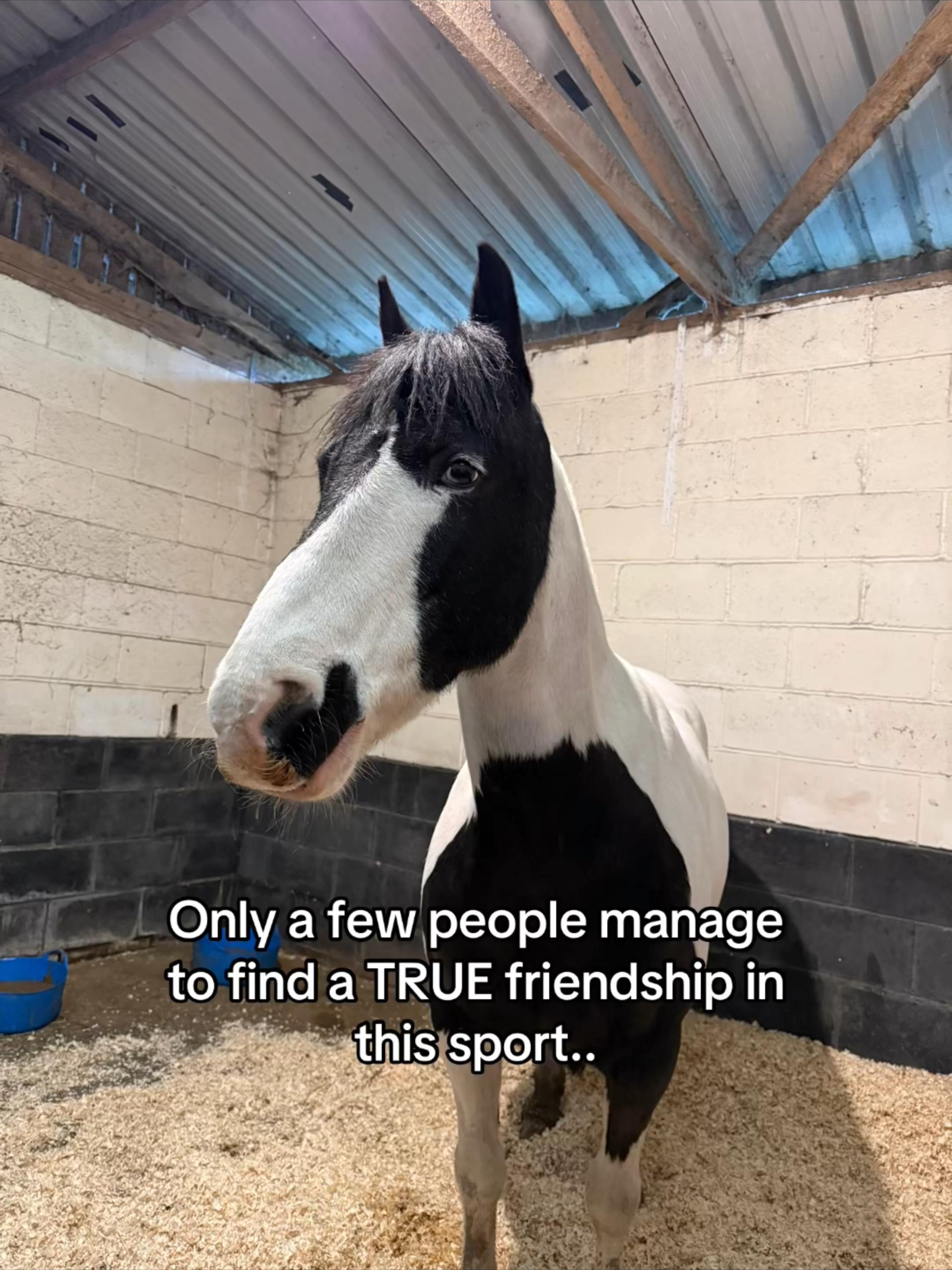 @Tilly 🩷🐴✨
