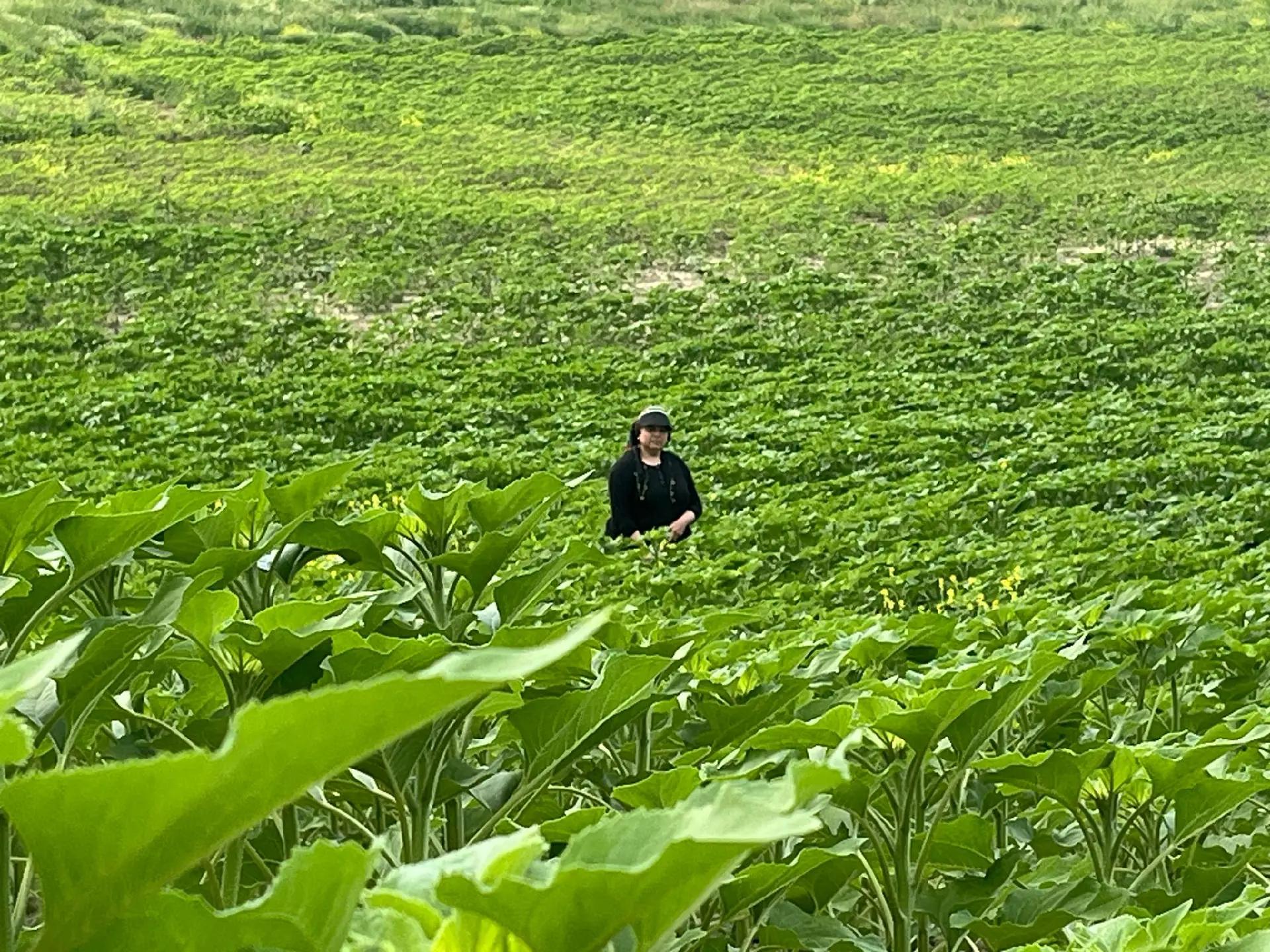 @hanım ağa