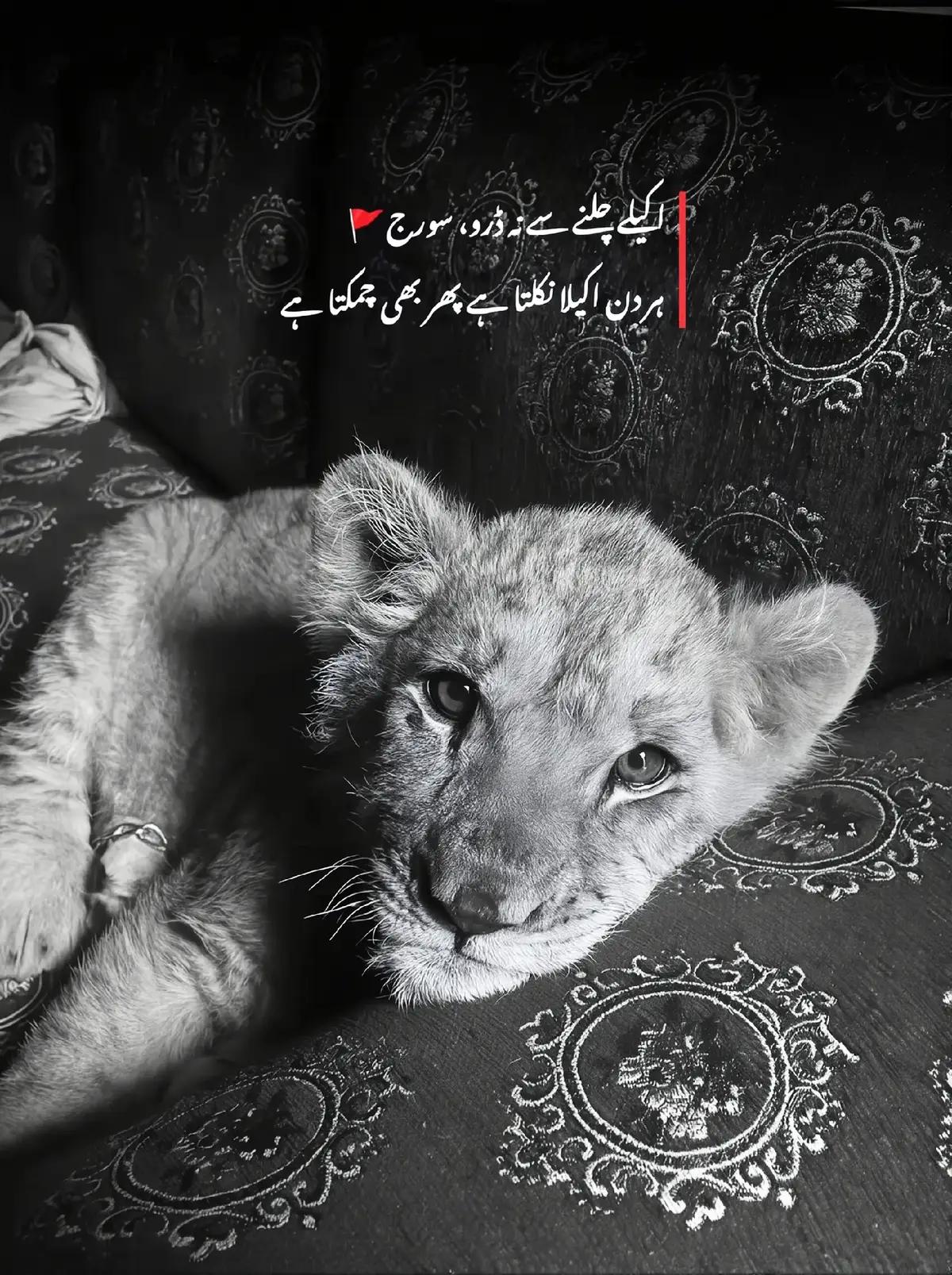 @🦁*(فیضان) *(کامونکی)*?🦅🇦🇪