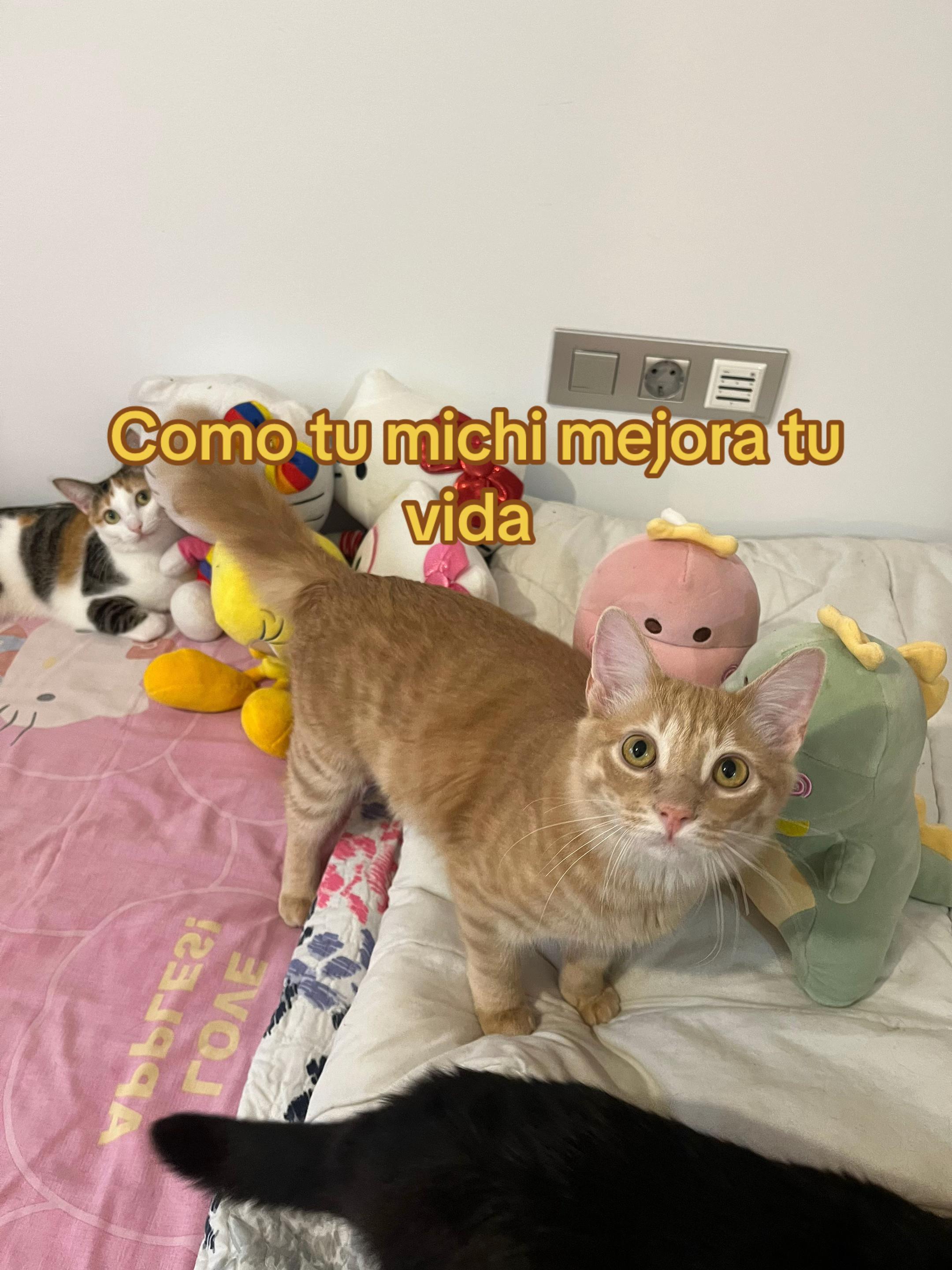 @- Alejandra  🐱💕