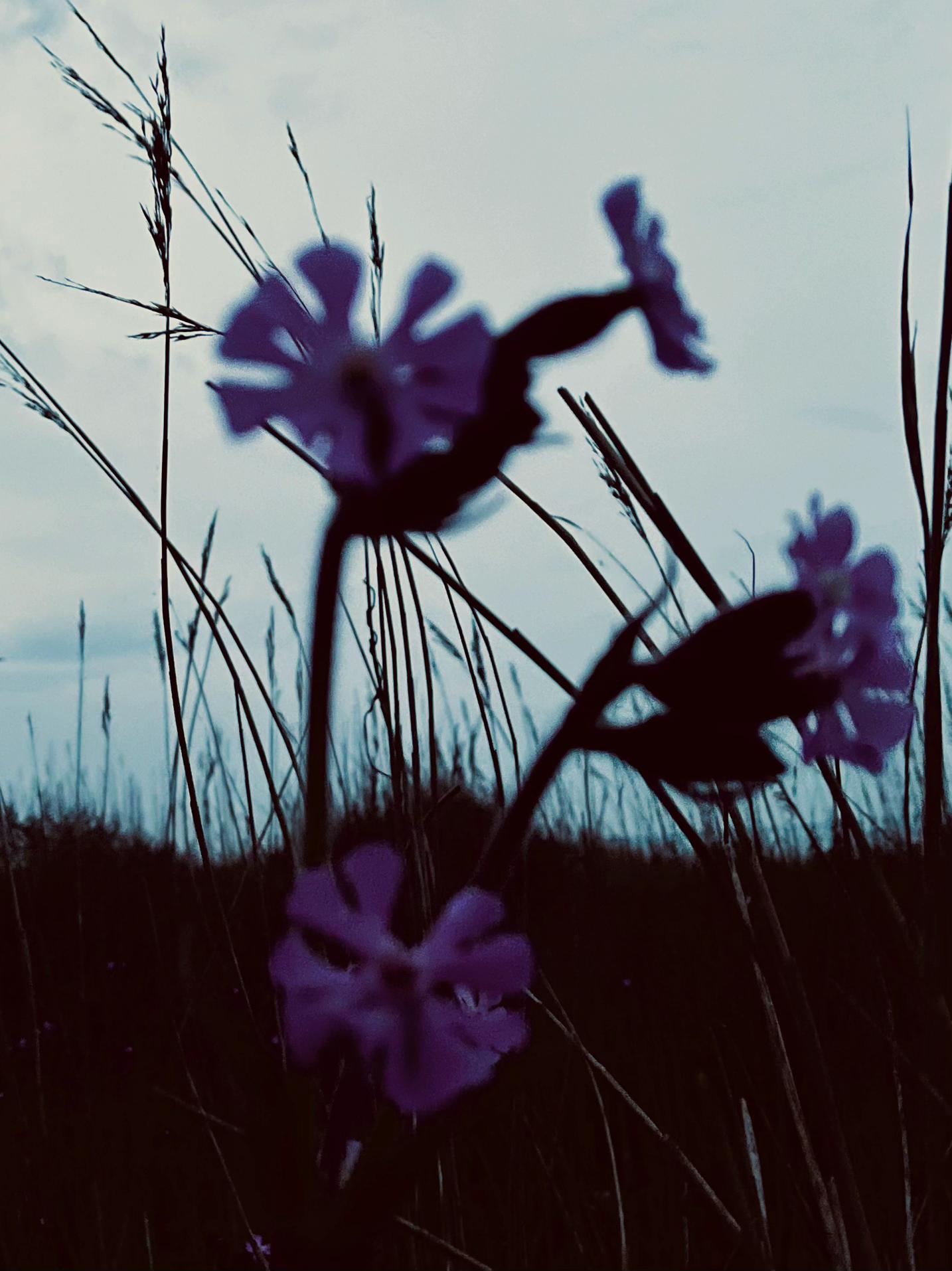 @𝐂
