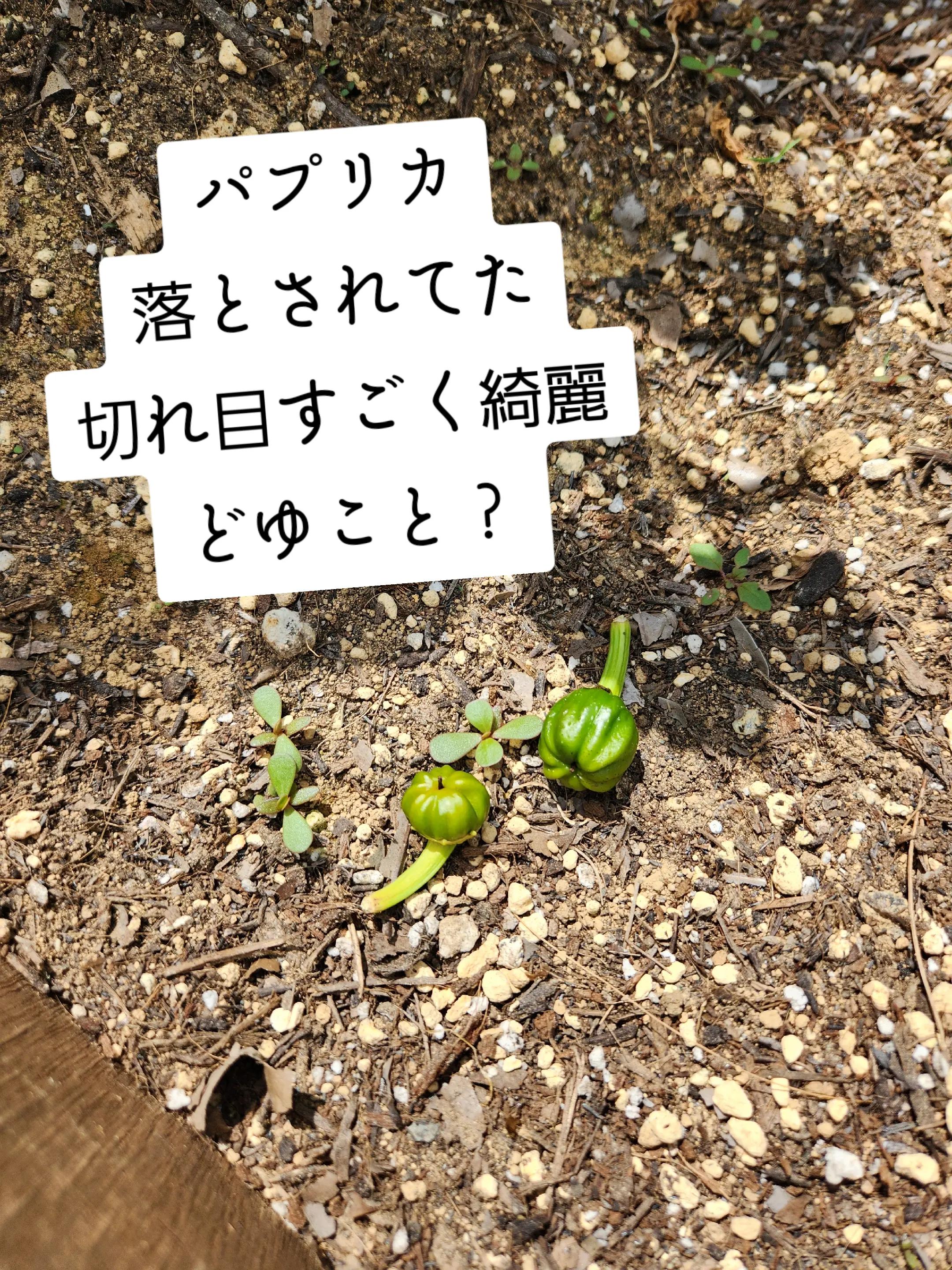 @✠ｱﾘｿﾞﾅ〉ガレｰジ66ペイント𝒉𝒐𝒖𝒔𝒆✠