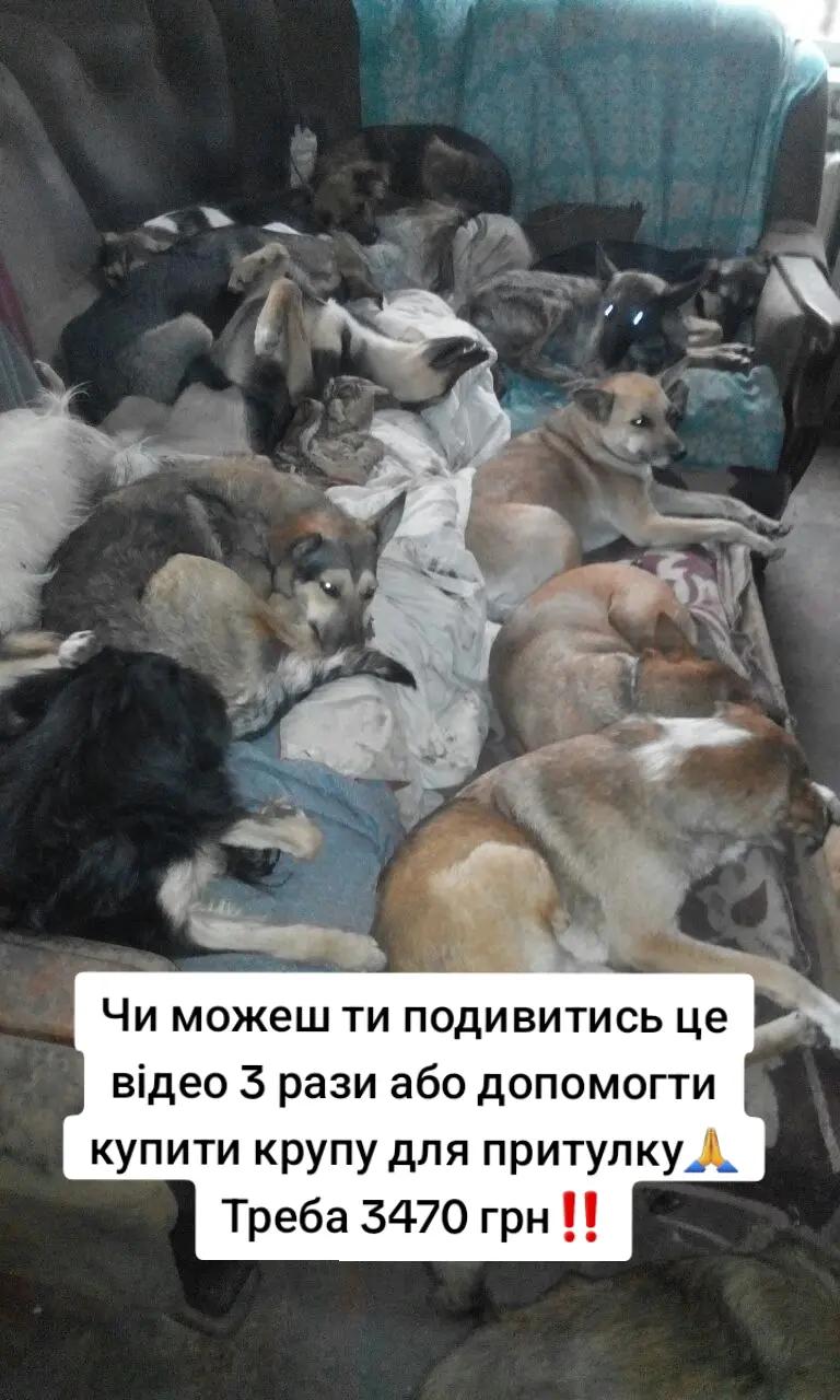 @tvarinkidobra