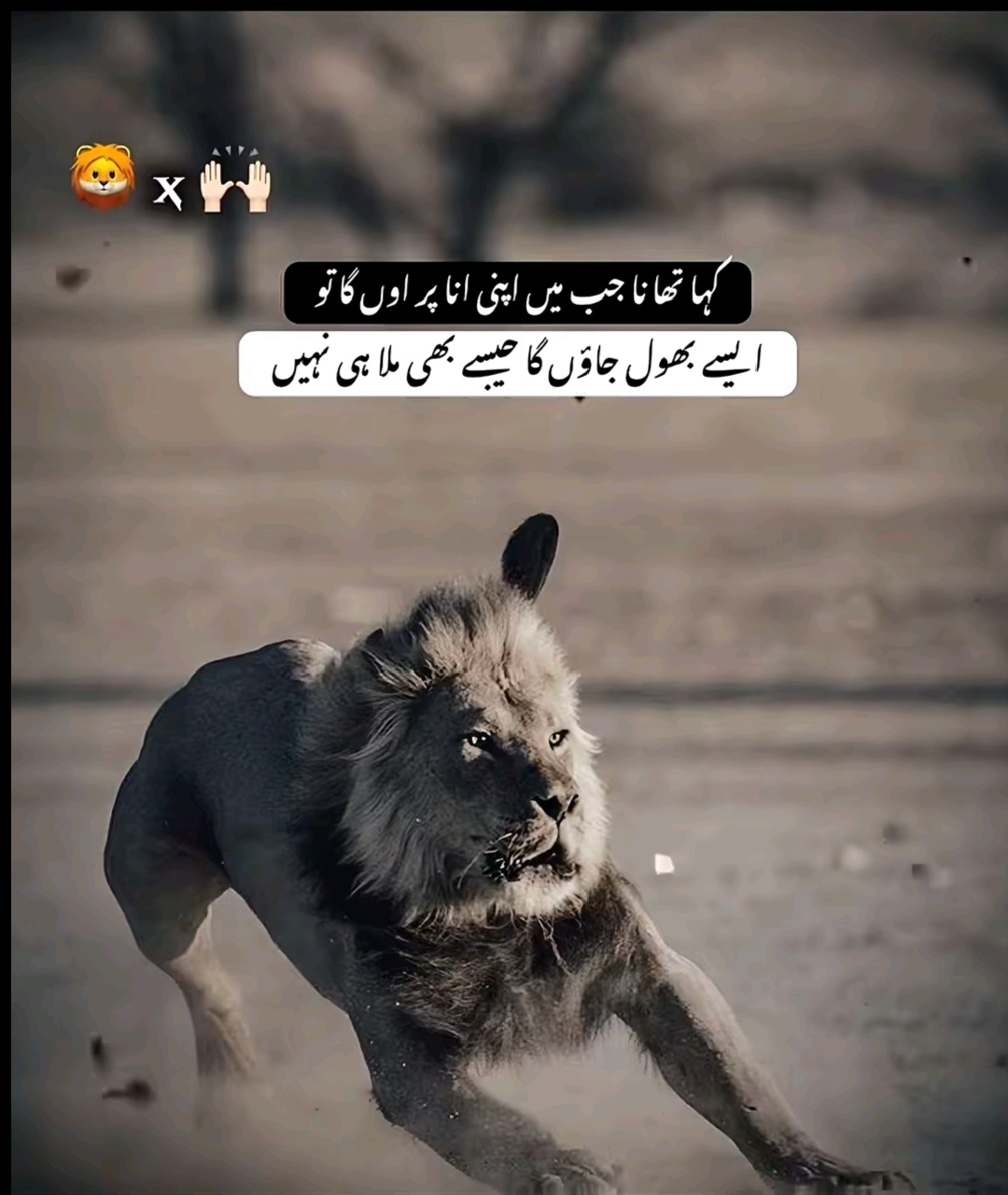 @🦁ShAraZ RoHiLLa ⚔️