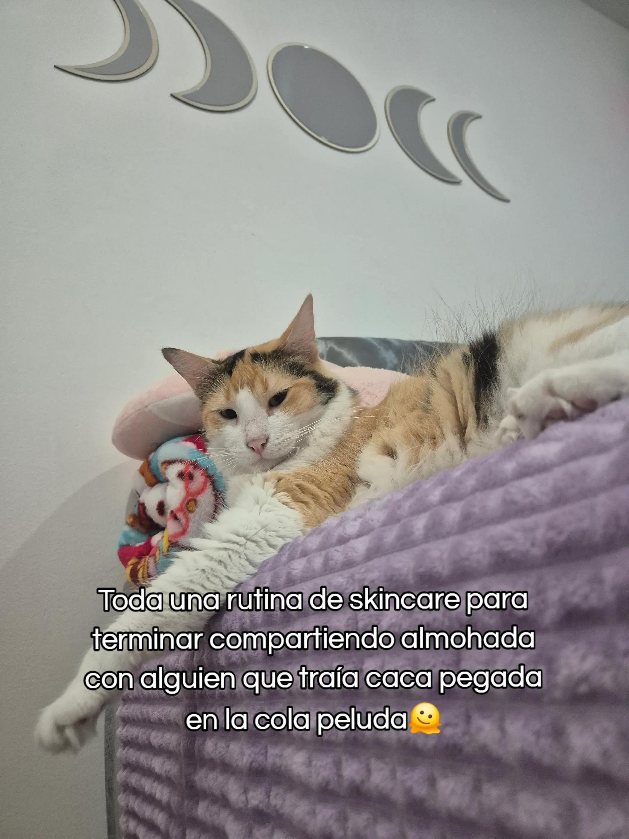 @Frida Miau🐈⬛