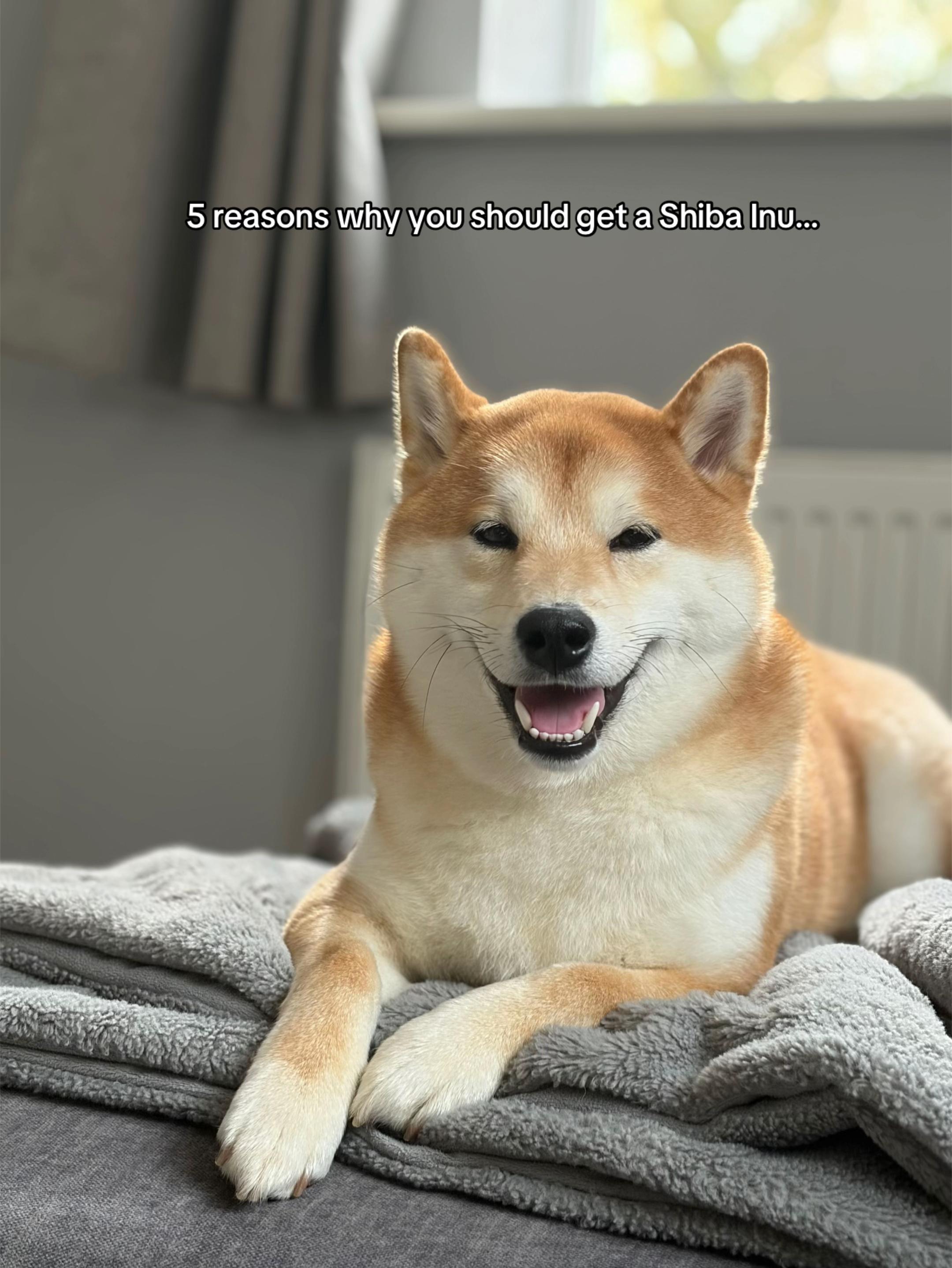 @Kenzo the Shiba