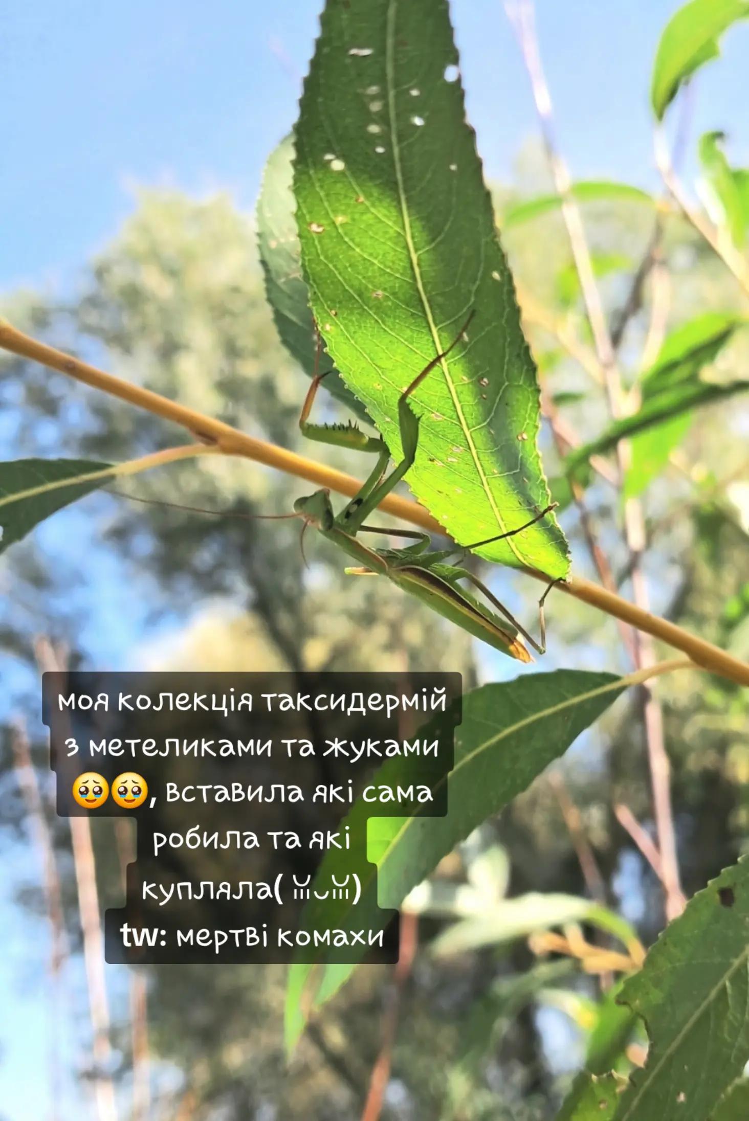 @панкейк соня🇺🇦|🌍🍝/ᵃⁿᵈ ᵒⁿᵉ