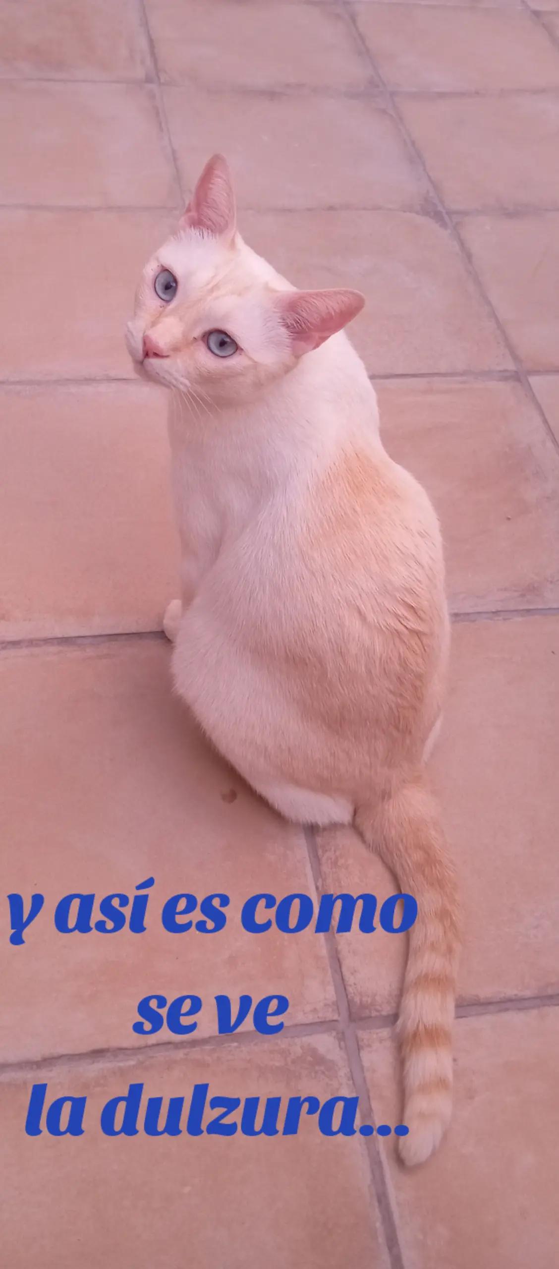 @Aniela