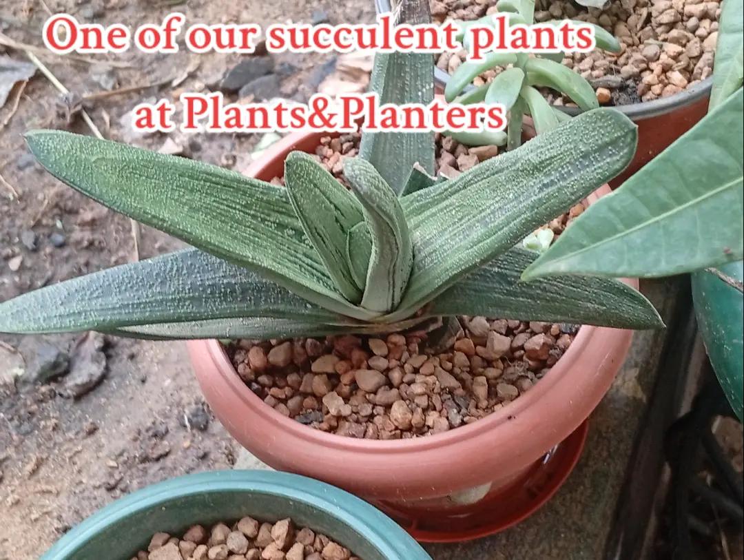 @Plants&PlantersbyChefJ (AJE)