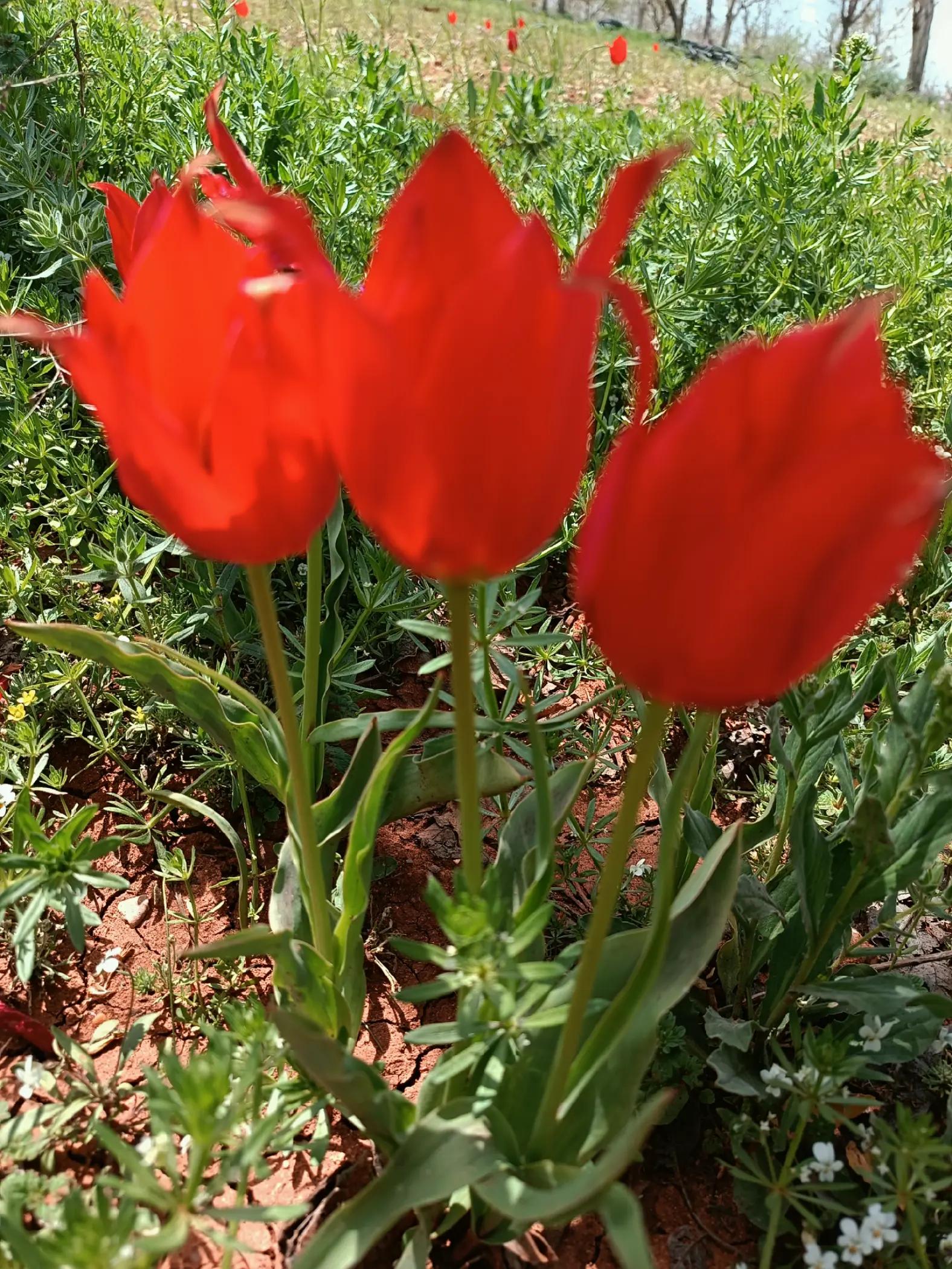 @DAĞCI.46